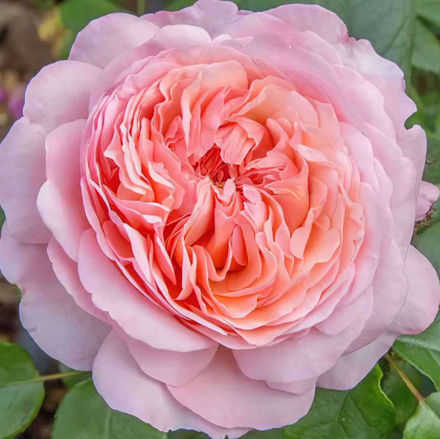 #SPF127,extremely similar to Jean de La Fontaine 枫丹,Shrub Rose, Large, Disease Resistance, Non-Grafted/Own Root.