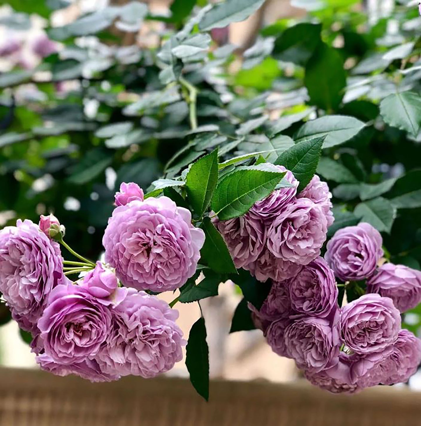 #SPJ108, Lavender Bouquet 薰衣草花环, Japanese Climbing Rose, Thornless, Non-Grafted/Own Root.