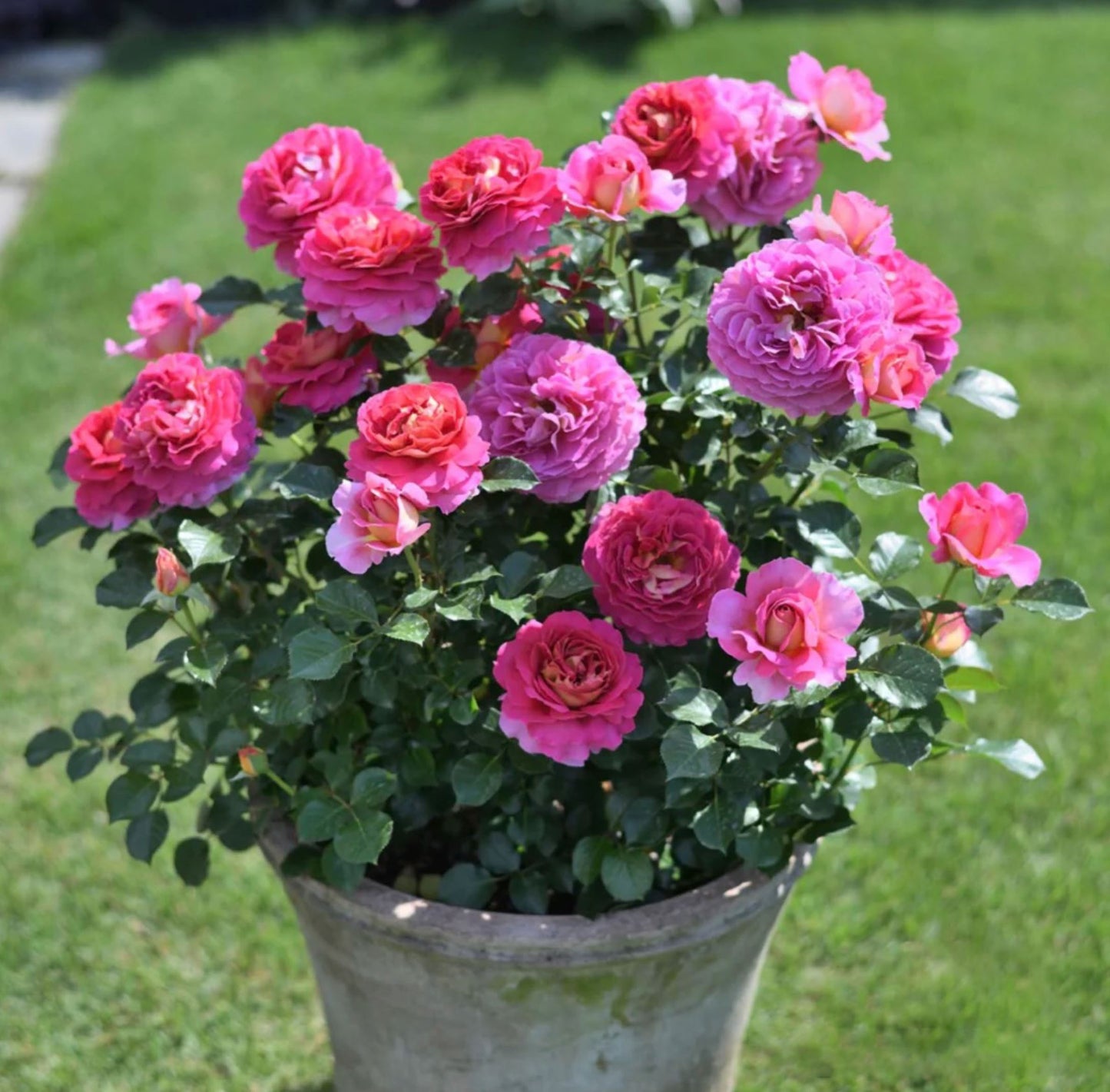 #SPF239, Esprit de Paris 巴黎精神, Shrub Rose, Non-Grafted/Own Root.