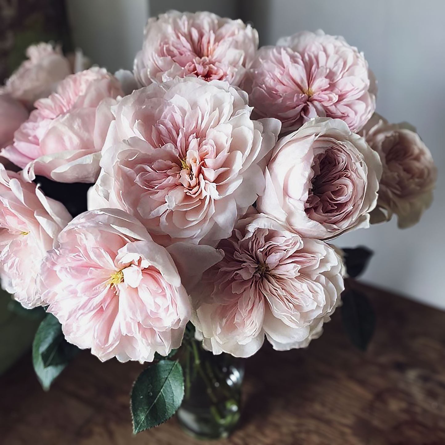 Sabrina 萨布丽娜, Climbing Rose,Non-Grafted/Own Root.
