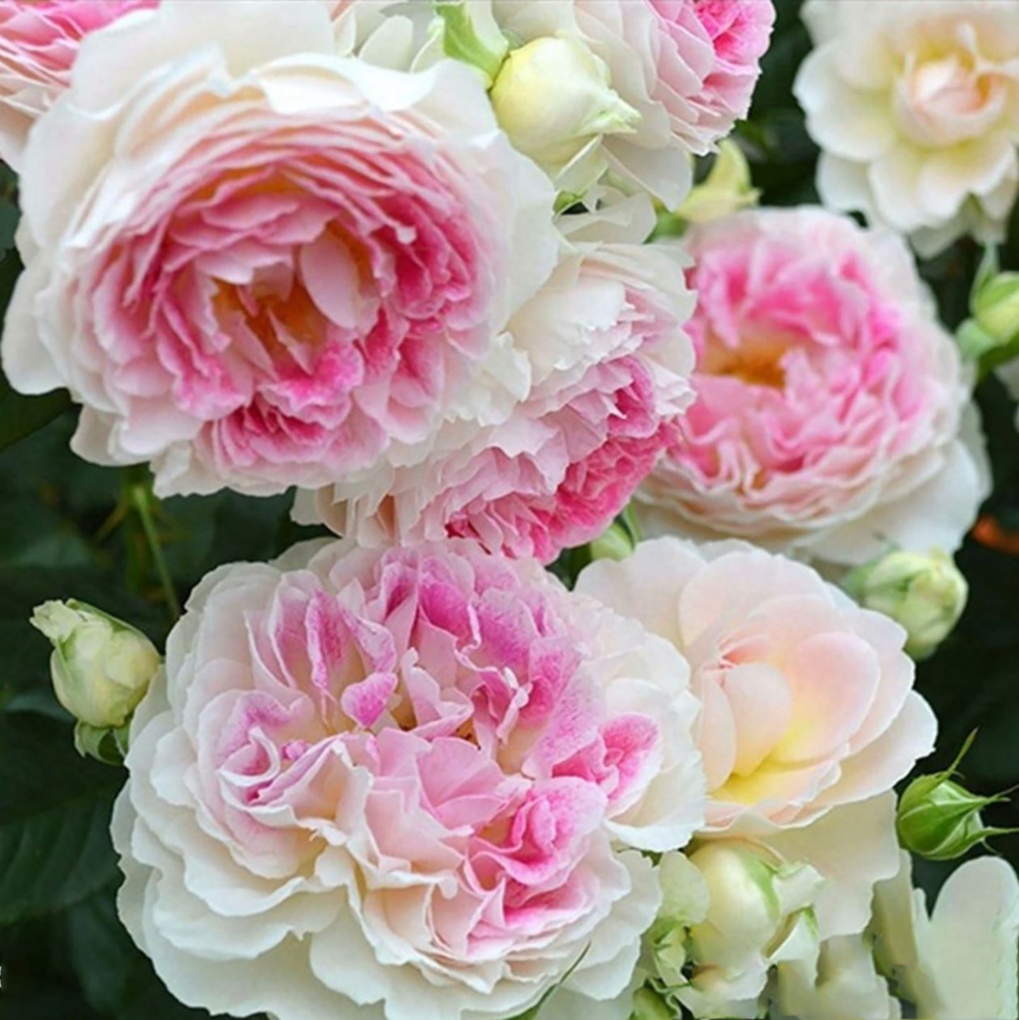 Holiday Island Guernsey 根西/假日岛芍药, Pink Shrub Rose, Upright, Non-Grafted/Own Root.