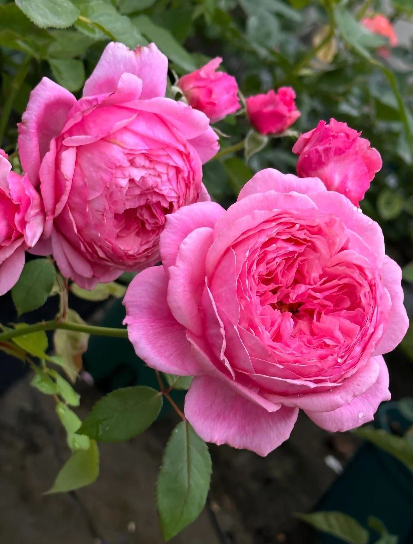 Lady's Heirloom 女人遗产, Non-Grafted/Own Root.