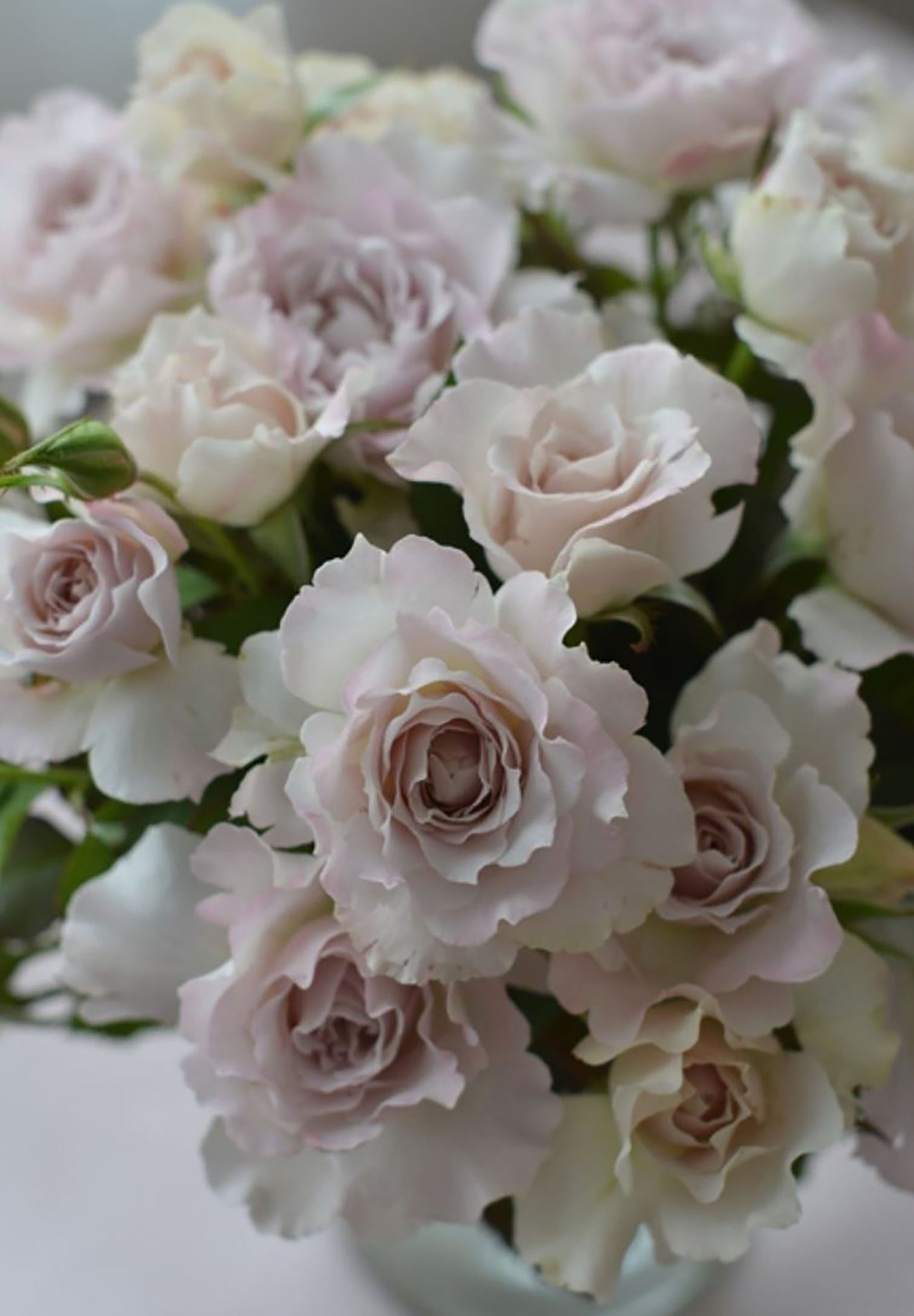 #SPJ101,Saphiret 莎菲天使 , Japanese Shrub Rose,Non-Grafted/Own Root.