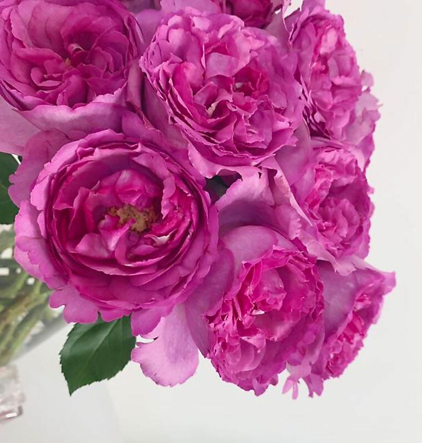 #SPJ276, Yves Piaget Cl 藤本伊芙伯爵,Japanese Climbing Rose, Non-Grafted/Own Root.