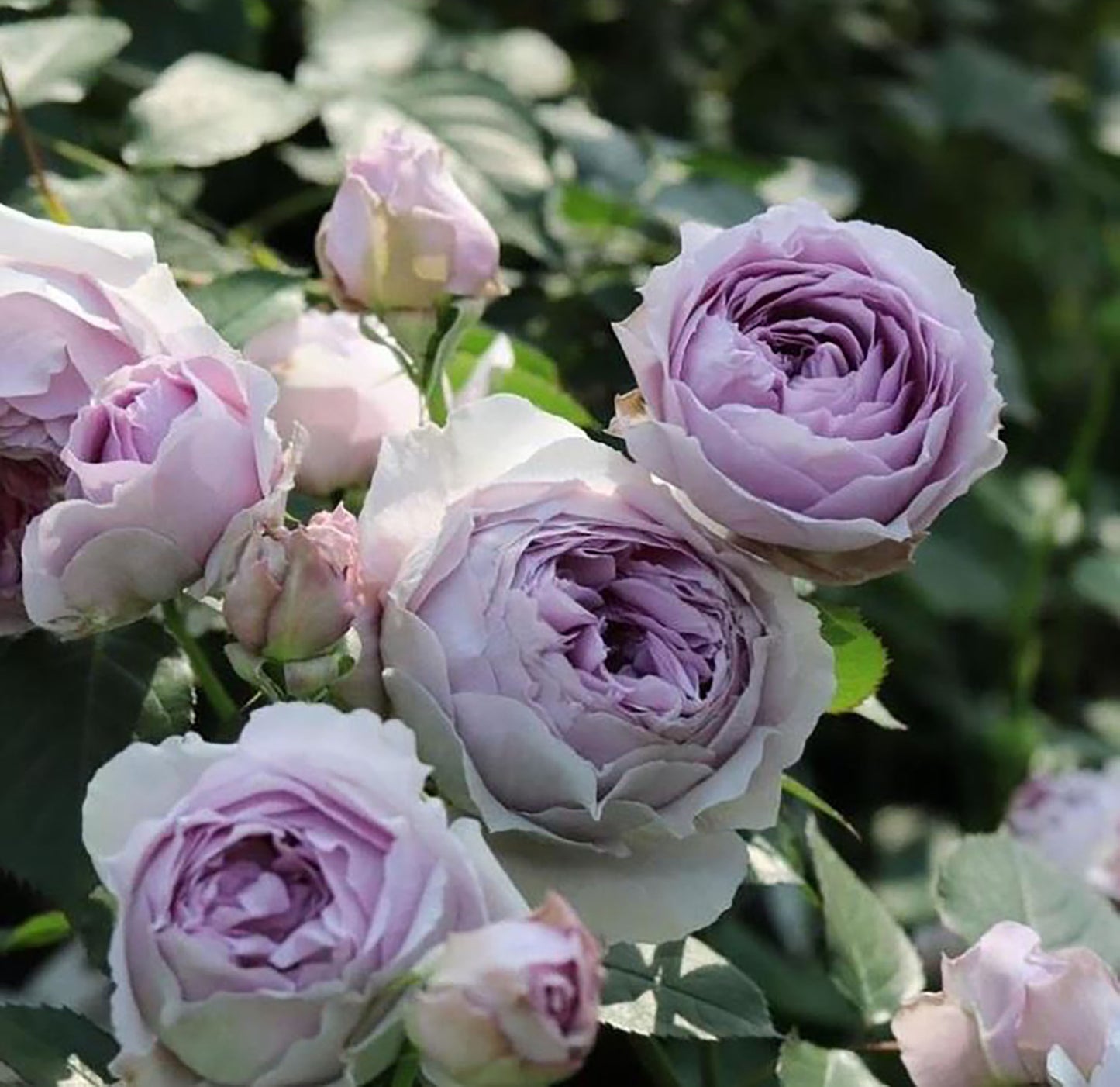 #SPJ185, Lilas 丽拉 リラ,Japanese Shrub Rose, Non-Grafted/Own Root.