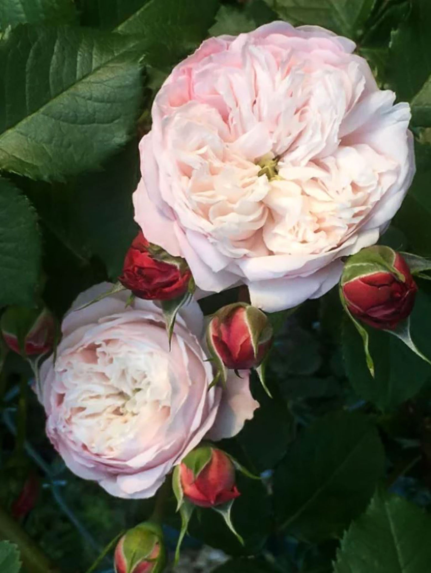 #SPJ121,Tomolove 明日爱,Japanese Floribunda Rose, Non-Grafted/Own Root.