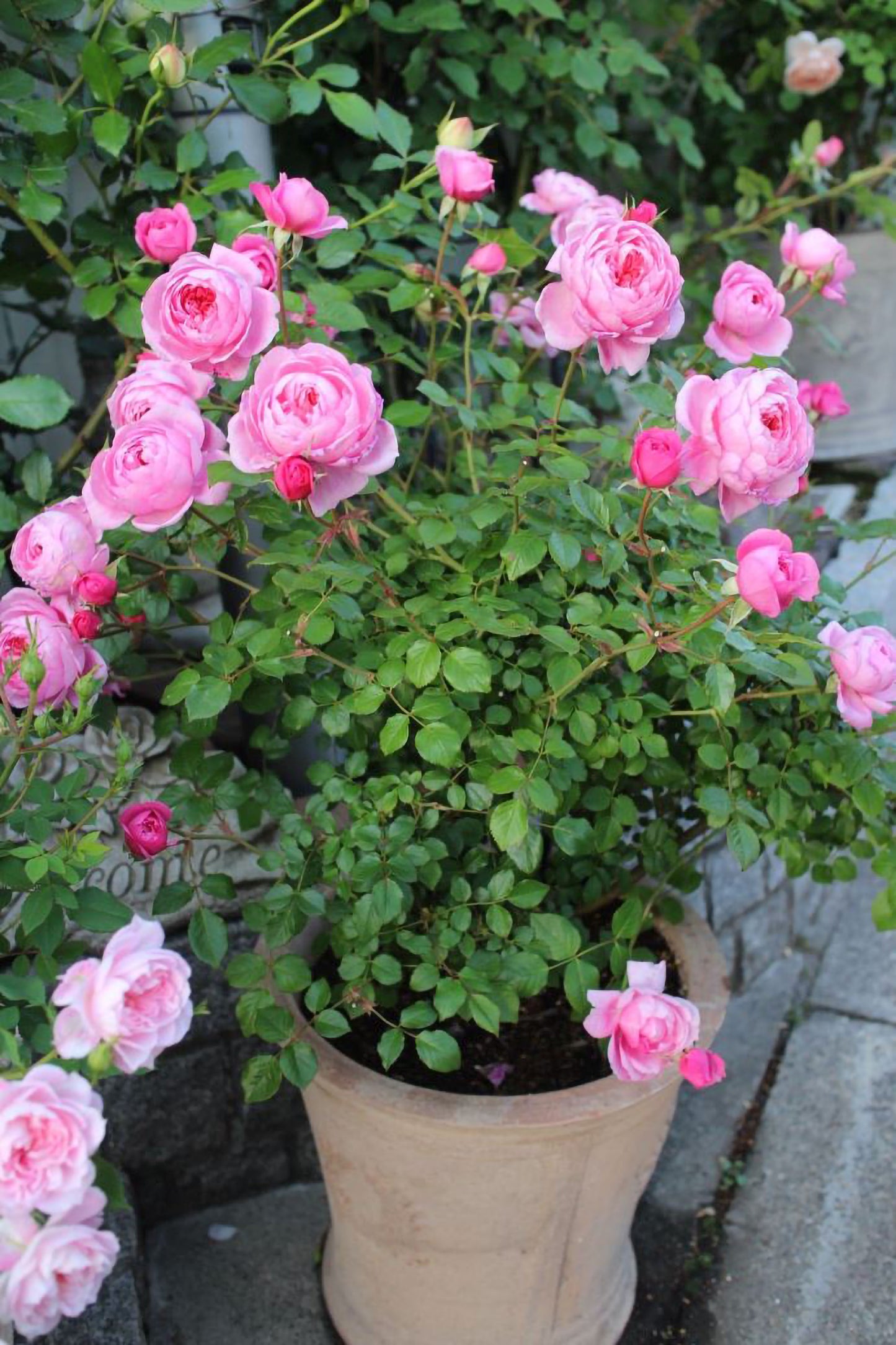 #SPJ159,Fée Clochette 铃之妖精, Floribunda Rose, Non-Grafted/Own Root.Yearlong flower buds. Perfect for small gardens.