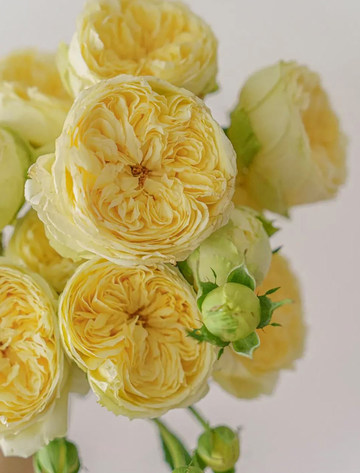 #SPN018, extremely similar to Catalina 凯特琳娜, Netherlands Florist Shrub Rose, Non-Grafted/Own Root.