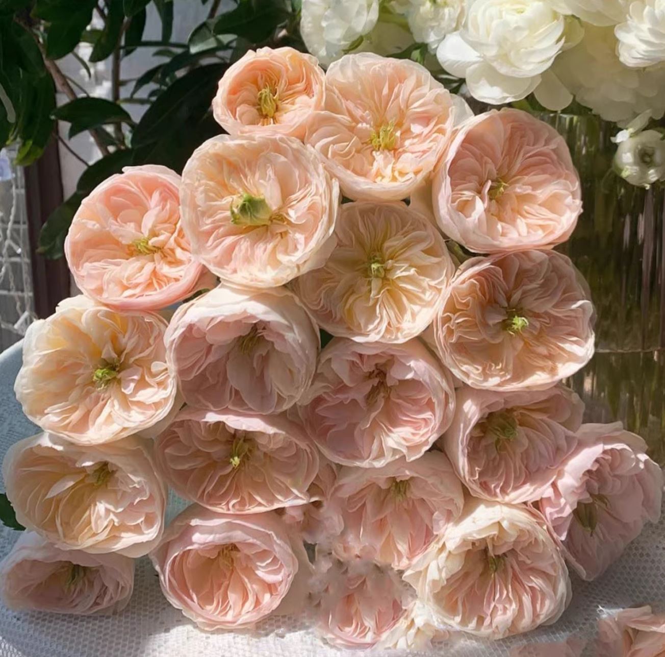 #SPJ152, Extremely Similar to Tinkerbell 昭君,Florist Shrub Rose, Non-Grafted/Own Root.