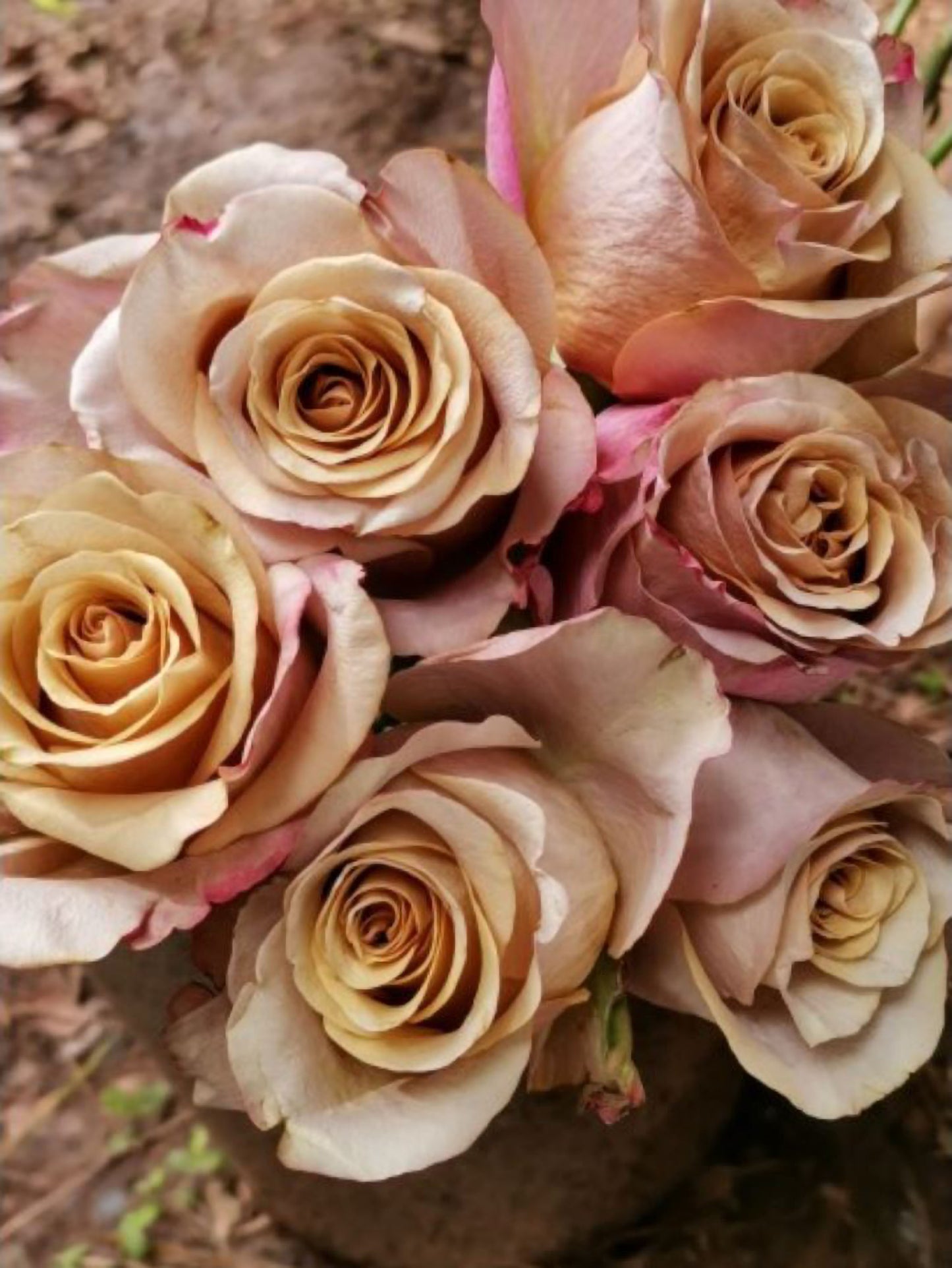 #SPF238,NEW! Extremely Similar to Honey Colorama 蜂蜜色彩,Florist Shrub Rose.