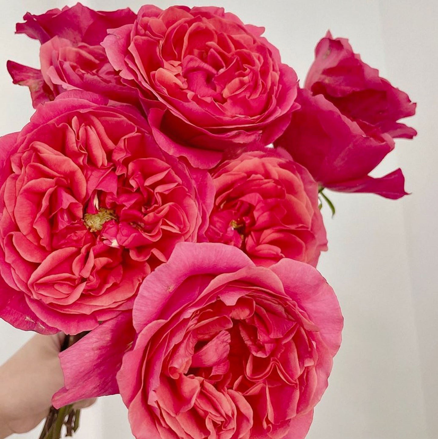 #SPN119,Extremely Similar to Dark X-pression 黑暗激情/黑暗爆炸, Florist Shrub Rose.