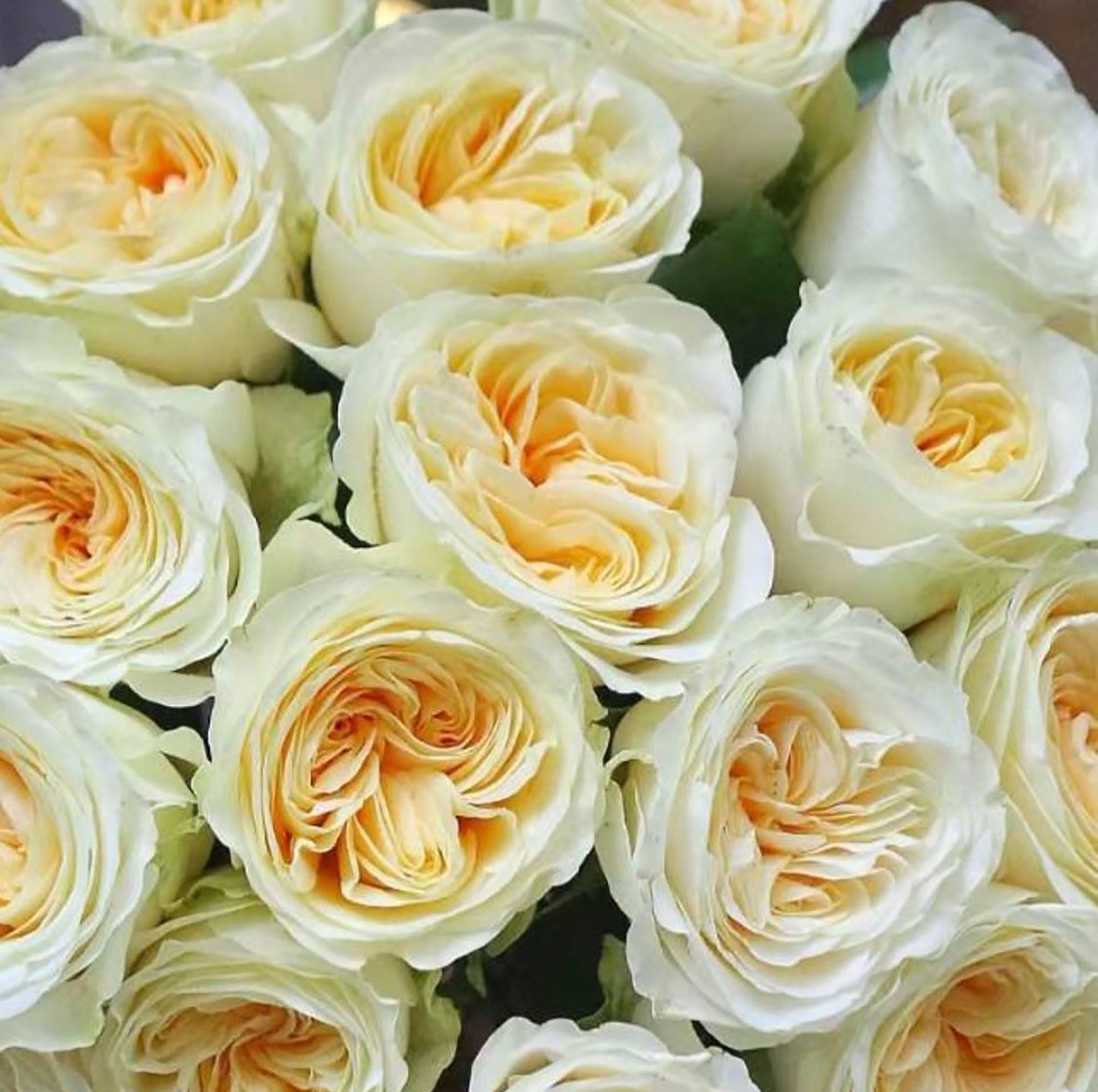 #SPN014, Butter Cup 奶油杯, Netherlands Florist Shrub Rose. disease-resistant, Non-Grafted/Own Root.