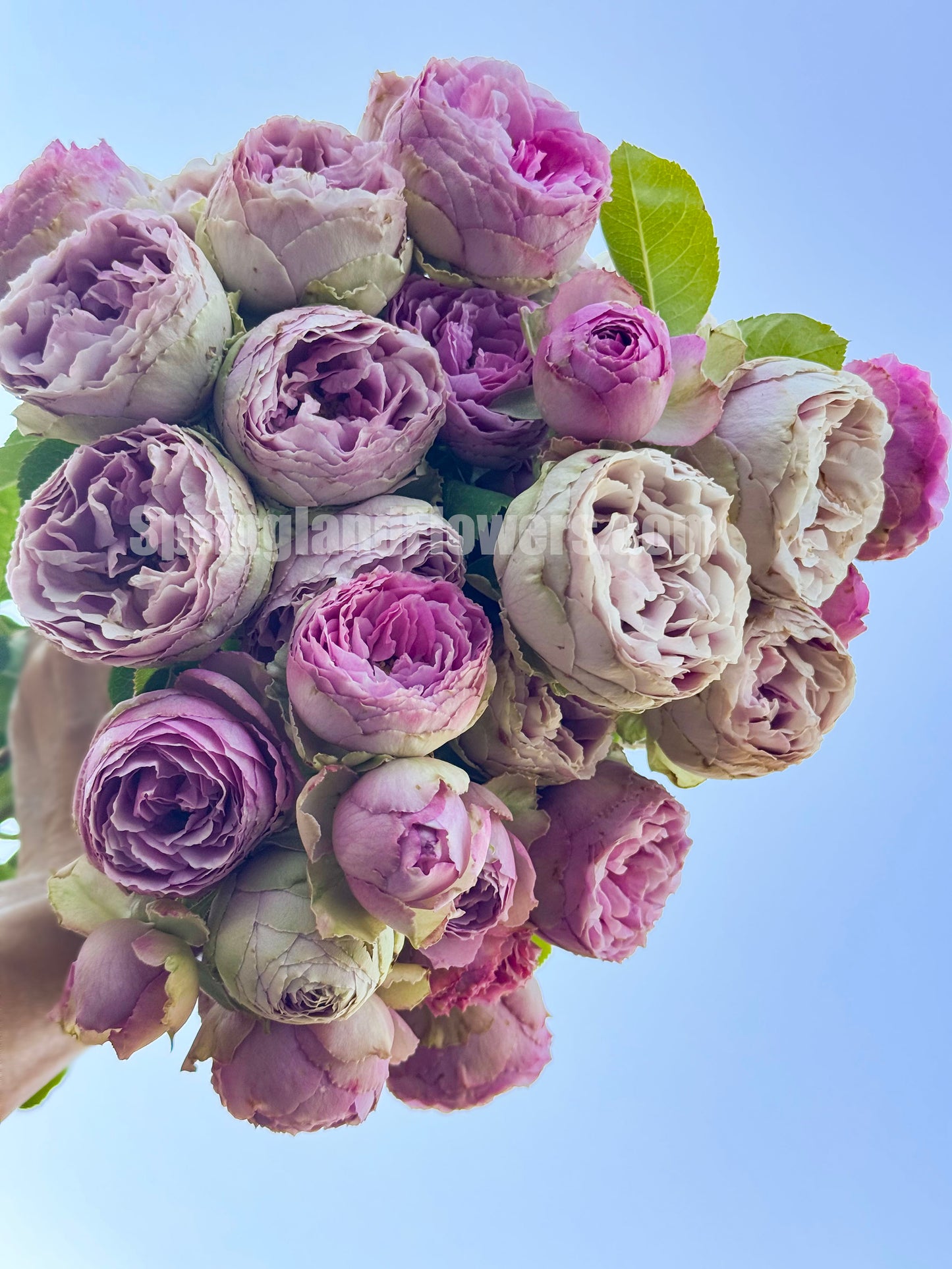 #SPN088,Lavender Lace 薰衣草蕾丝, Florist Shrub Rose, Non-Grafted/Own Root.