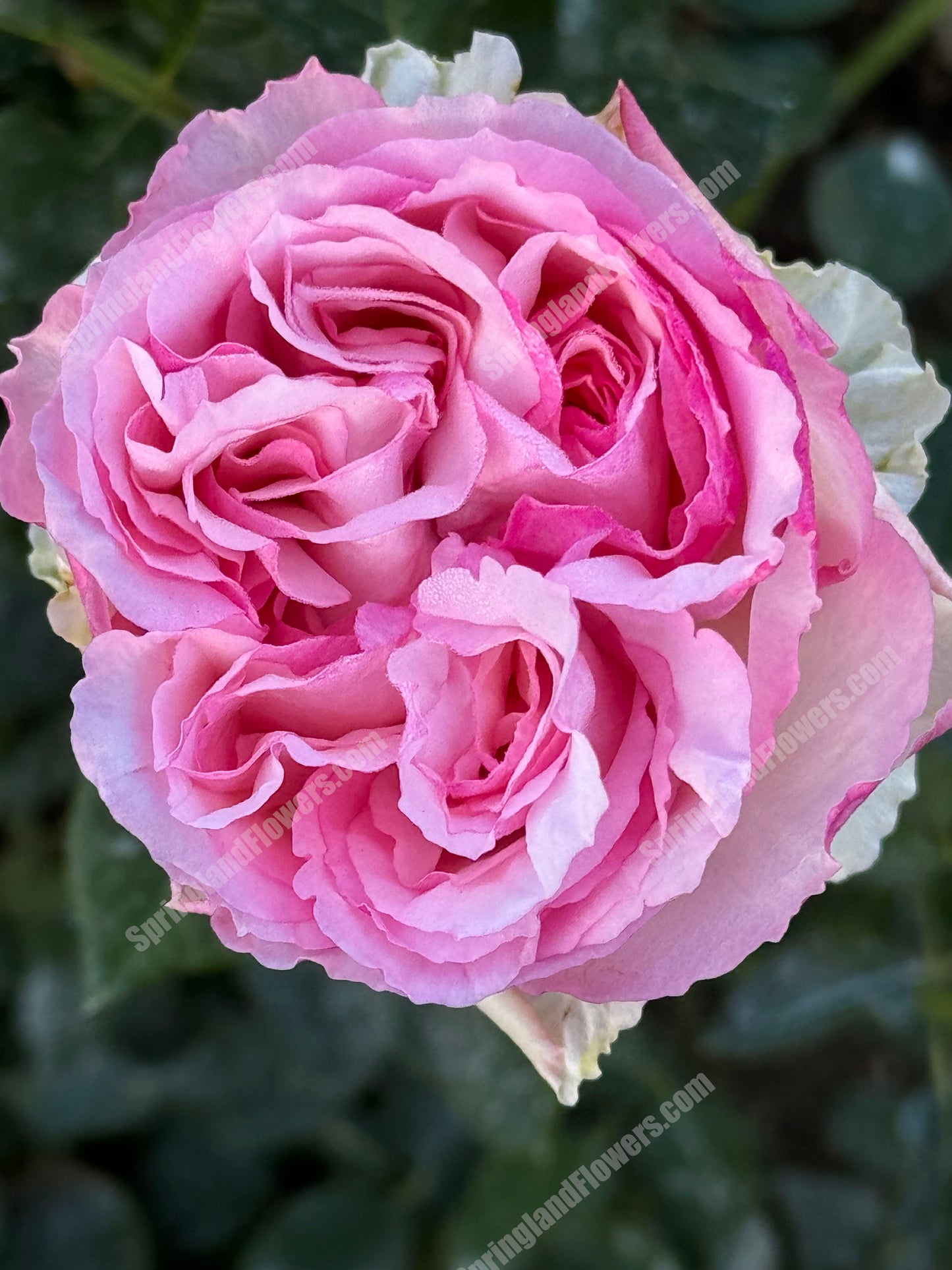 #SPJ090,Neo Cherry Shallow 新浅樱桃,Japanese Florist Shrub Rose, Non-Grafted/Own Root.
