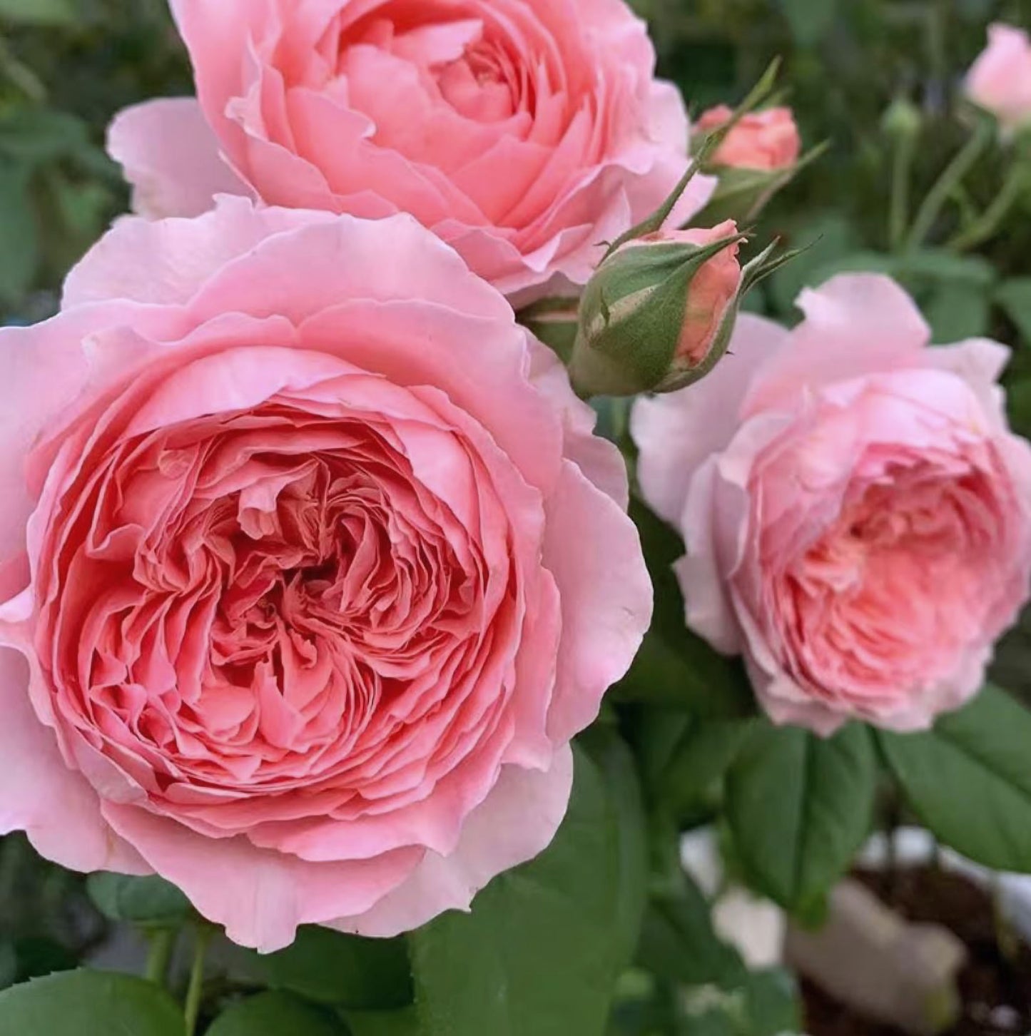 #SPF200, Anne-Sophie Pic 安索菲比克, Floribunda Florists Rose. Upright,Heat-tolerant, disease-resistant, Grafted.
