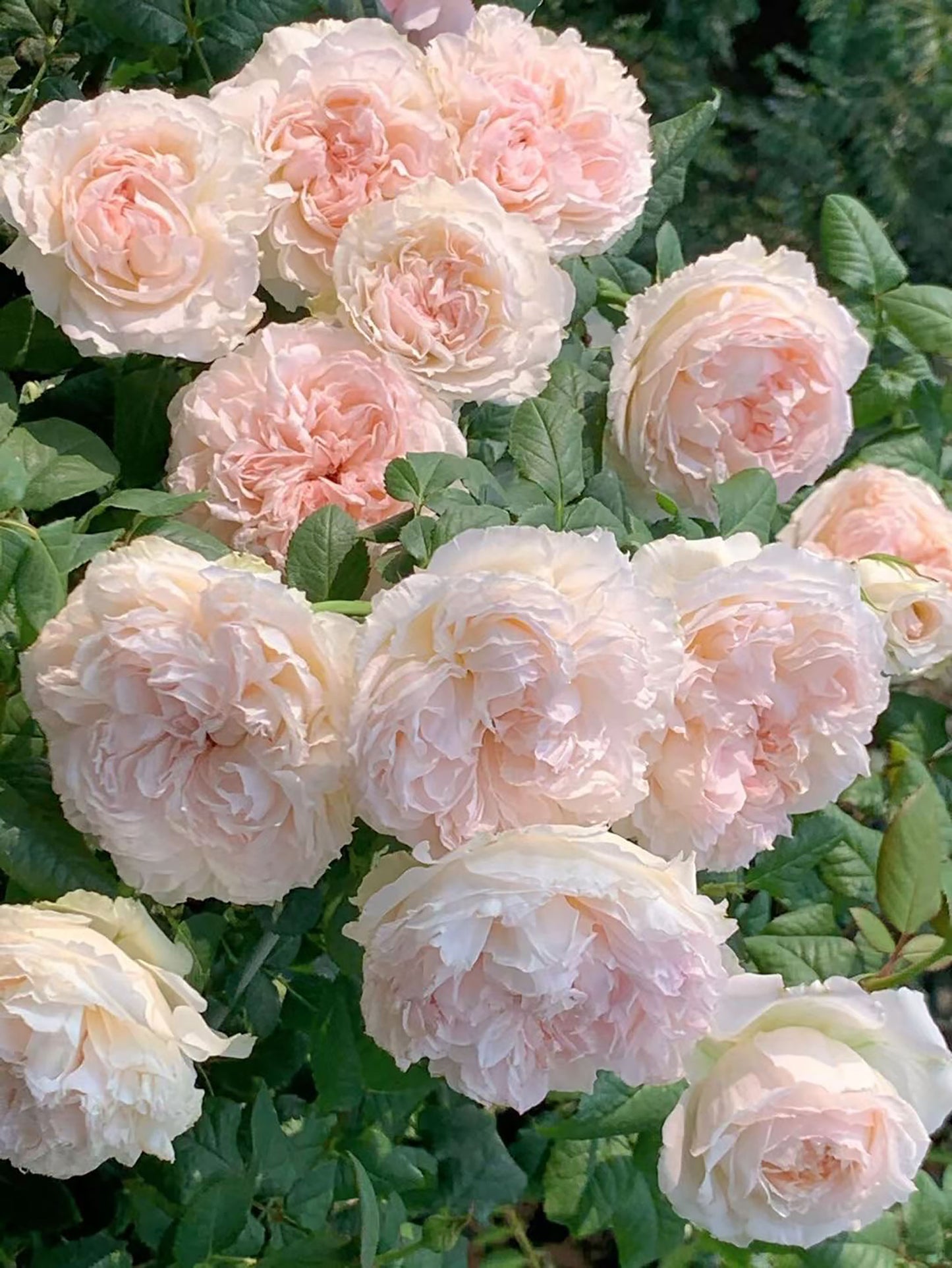 #SPJ174,M-Perzik 佩尔朱克 , Japanese Shrub Rose, Non-Grafted/Own Root.