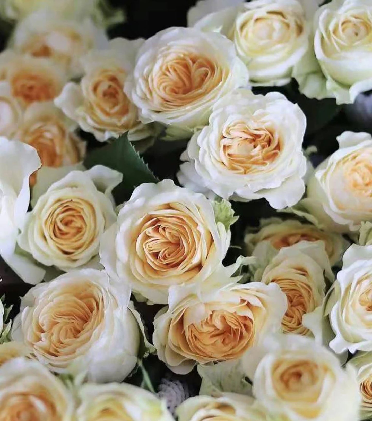 #SPN014, Butter Cup 奶油杯, Netherlands Florist Shrub Rose. disease-resistant, Non-Grafted/Own Root.