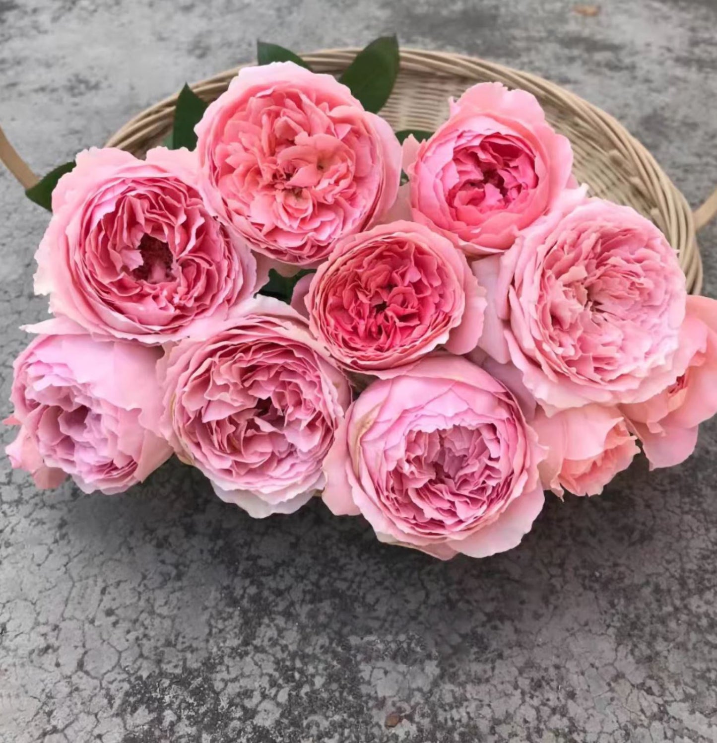 #SPF200, Anne-Sophie Pic 安索菲比克, Floribunda Florists Rose. Upright,Heat-tolerant, disease-resistant, Grafted.