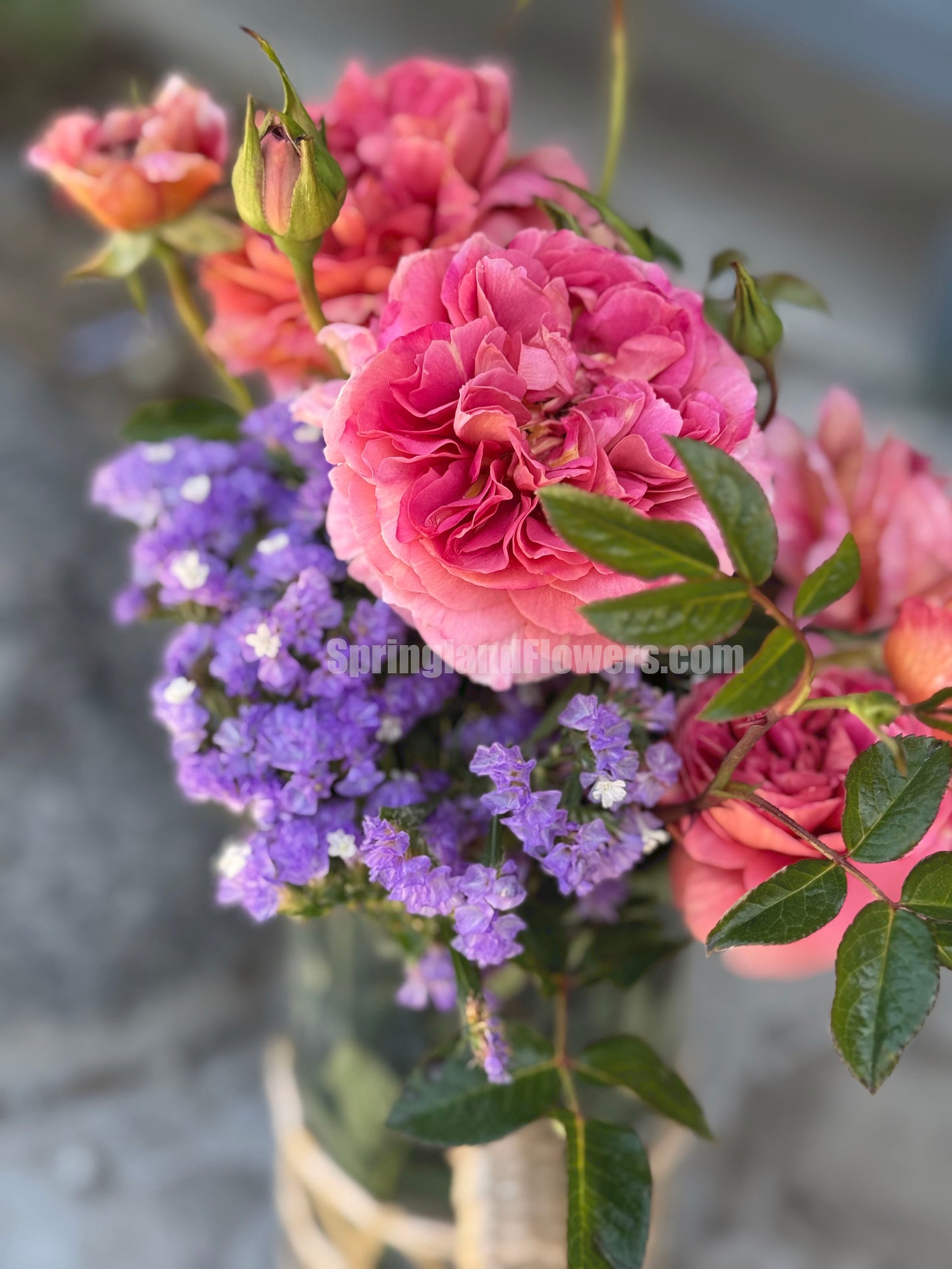 #SPJ094 ,Sunset Blush 羞颜, Japanese Florist Shrub Rose,Non-Grafted/Own Root.
