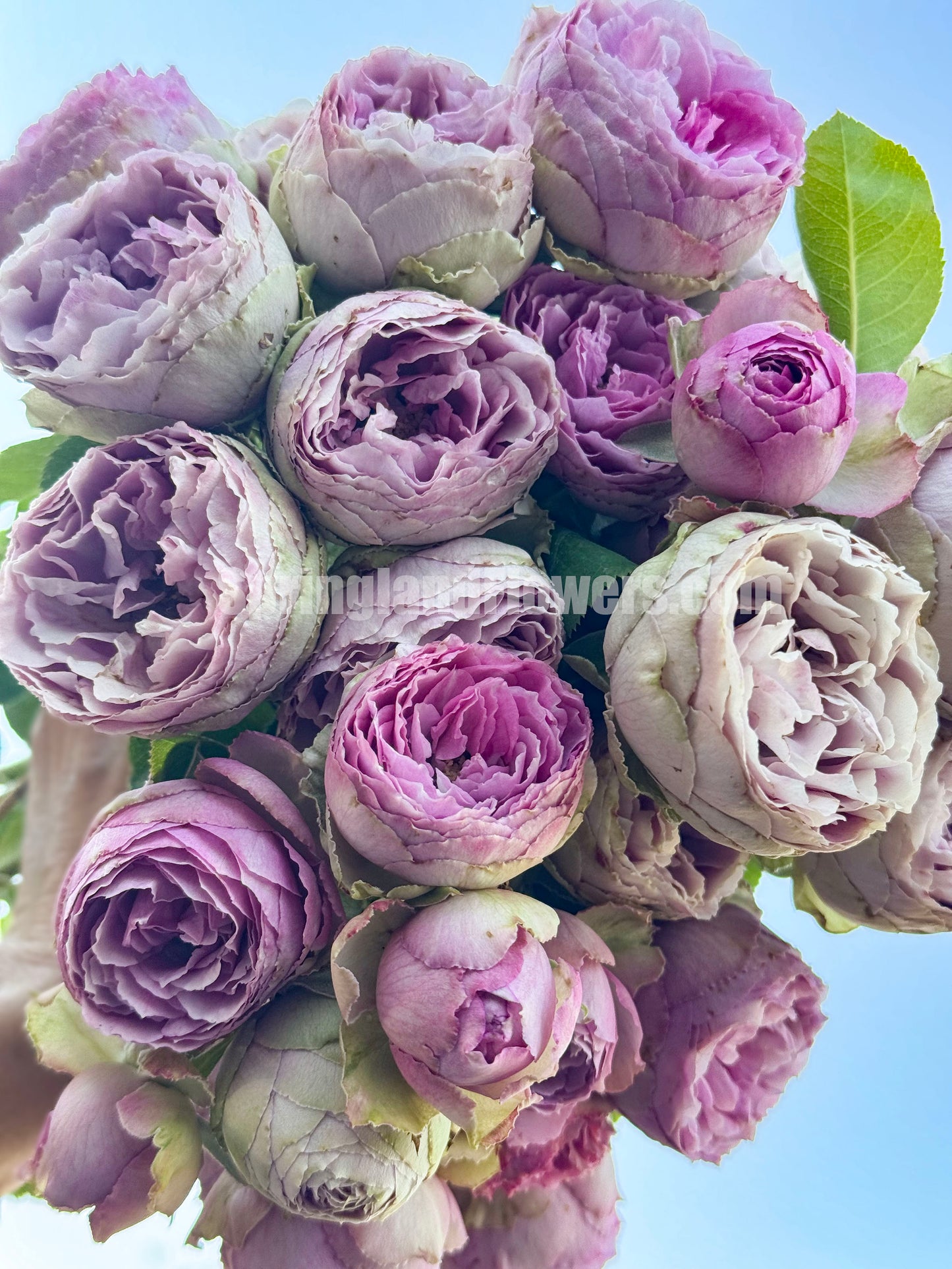 #SPN088,Lavender Lace 薰衣草蕾丝, Florist Shrub Rose, Non-Grafted/Own Root.