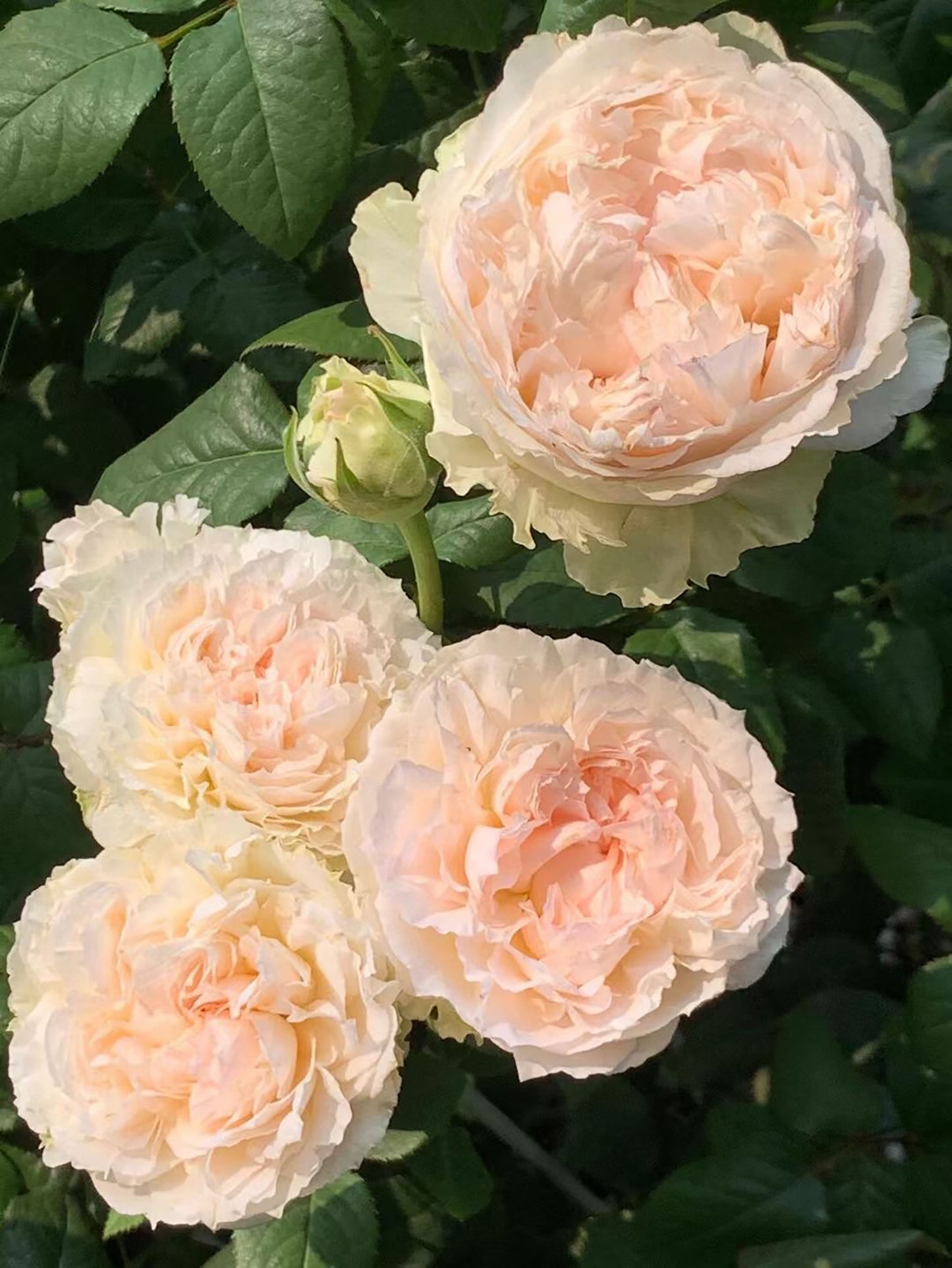#SPJ174,M-Perzik 佩尔朱克 , Japanese Shrub Rose, Non-Grafted/Own Root.