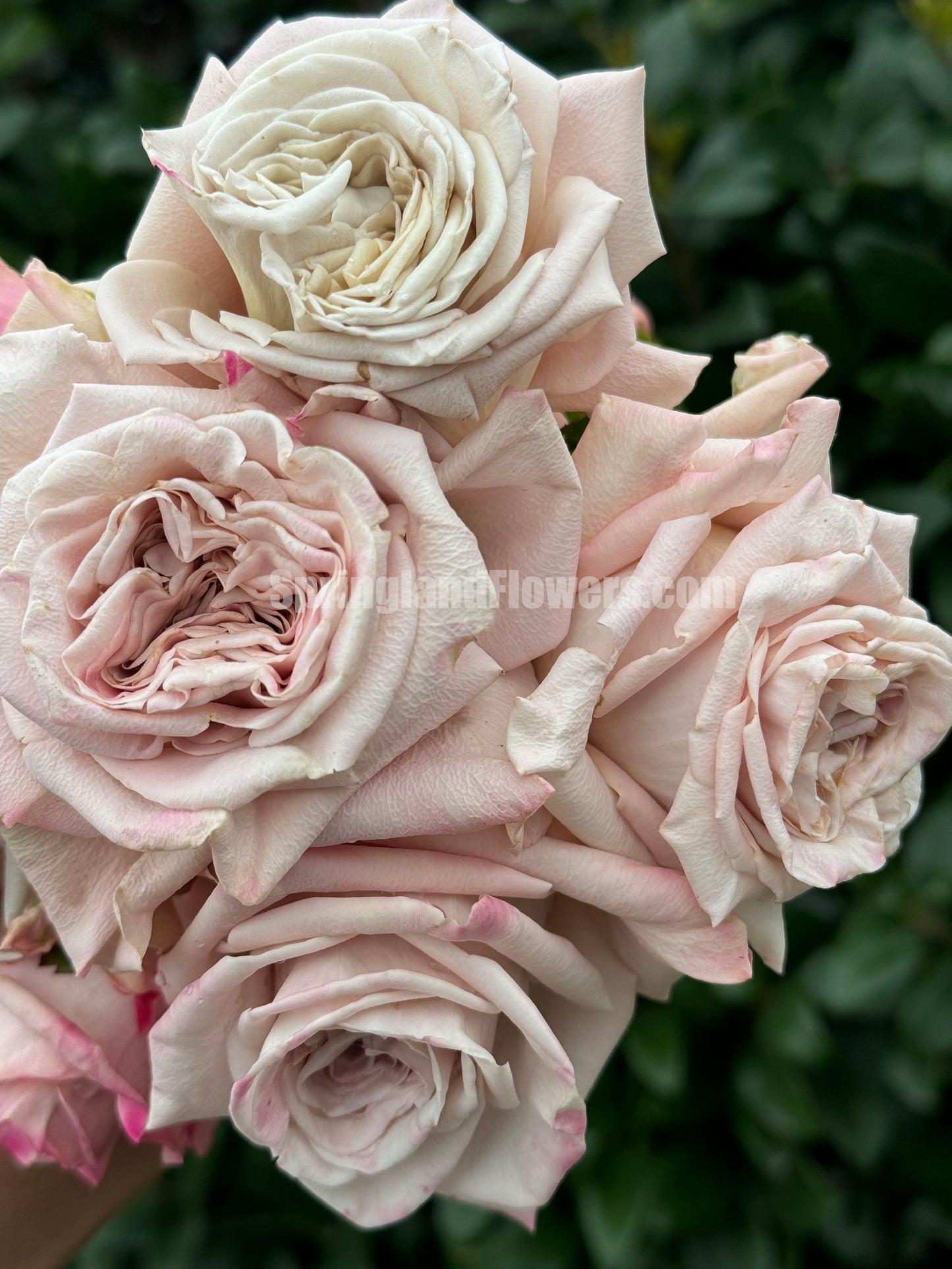 #SPN084,Quicksand 流沙, Florists Rose. Heat-tolerant, disease-resistant, Non-Grafted/Own Root.