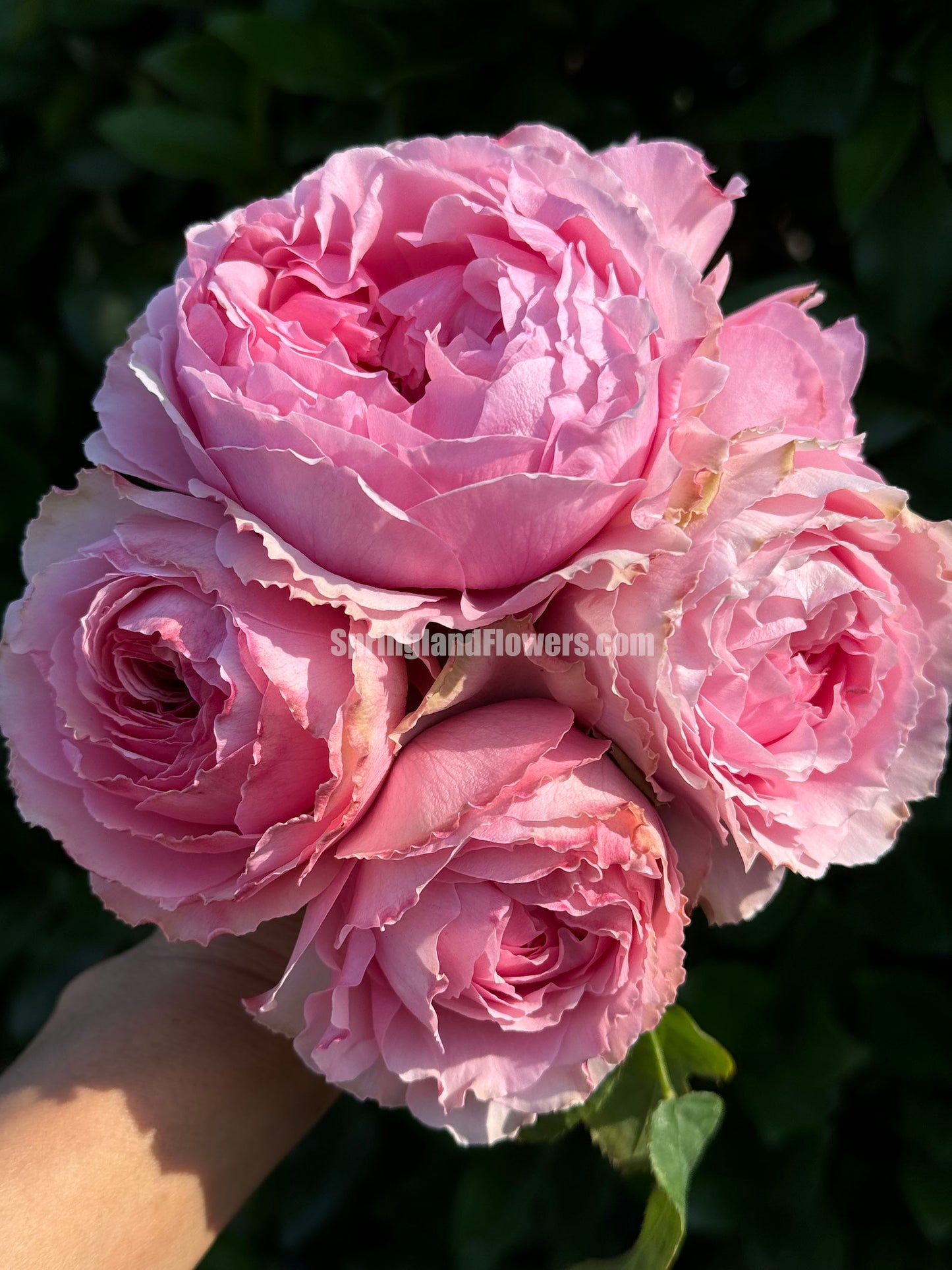 #SPJ056 , Elegant Dress 典雅礼服, Japanese Florist Shrub Rose, Non-Grafted/Own Root.