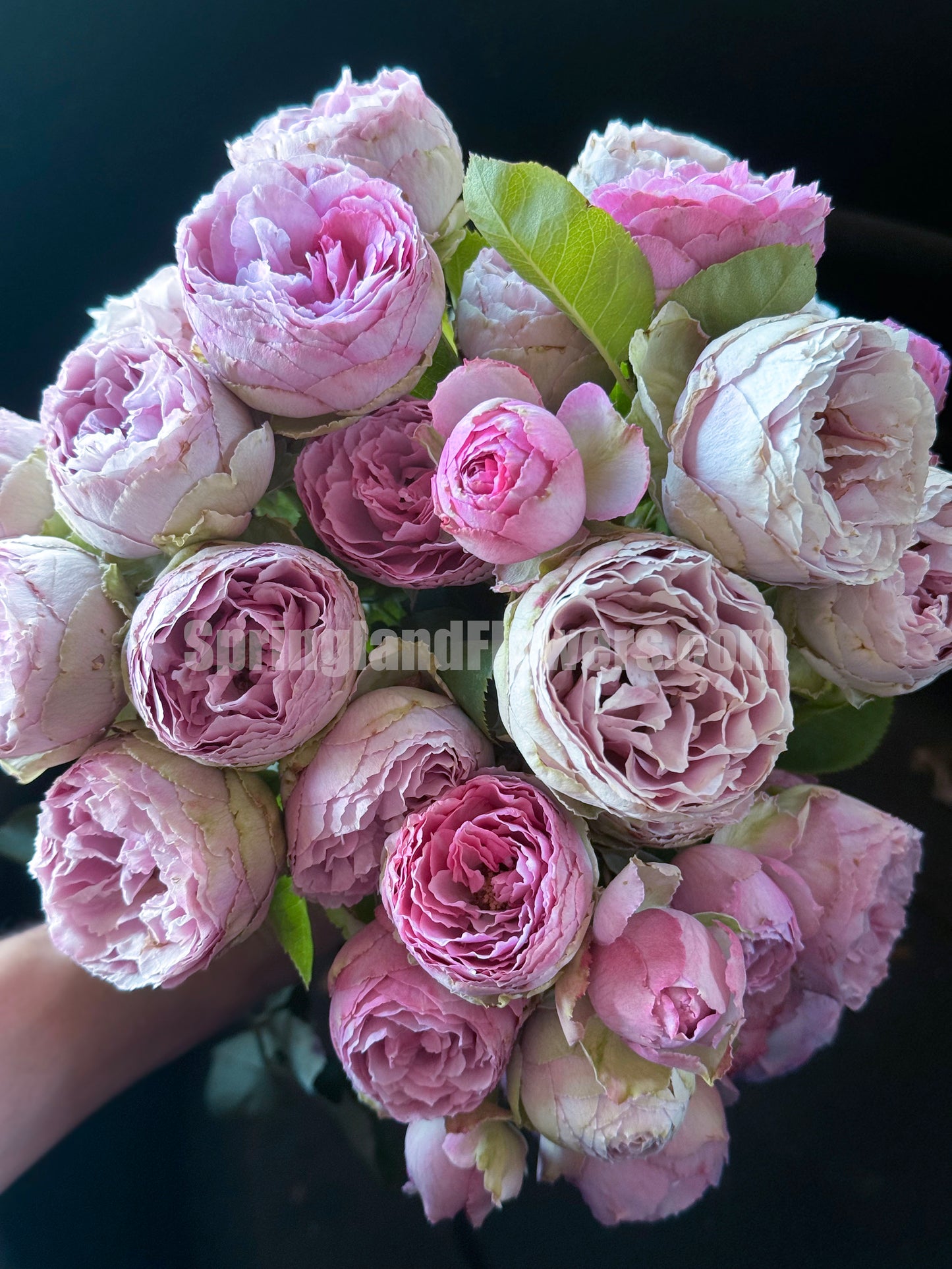 #SPN088,Lavender Lace 薰衣草蕾丝, Florist Shrub Rose, Non-Grafted/Own Root.