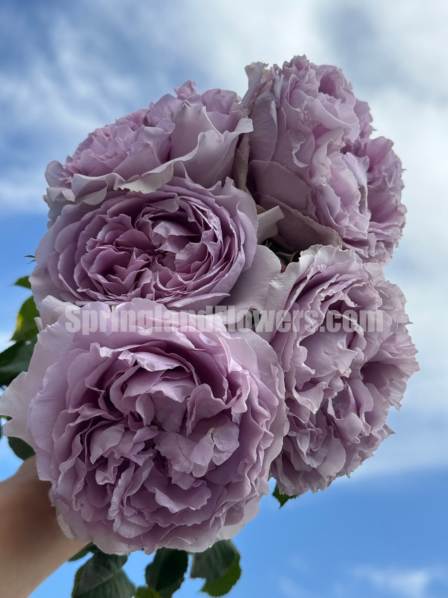 #SPC190, Yinyinqing / Memory of Blue (隐隐青) , Shrub Rose, Non-Grafted/Own Root. Strong Fragrance. Resistant to high temperature and humidity.