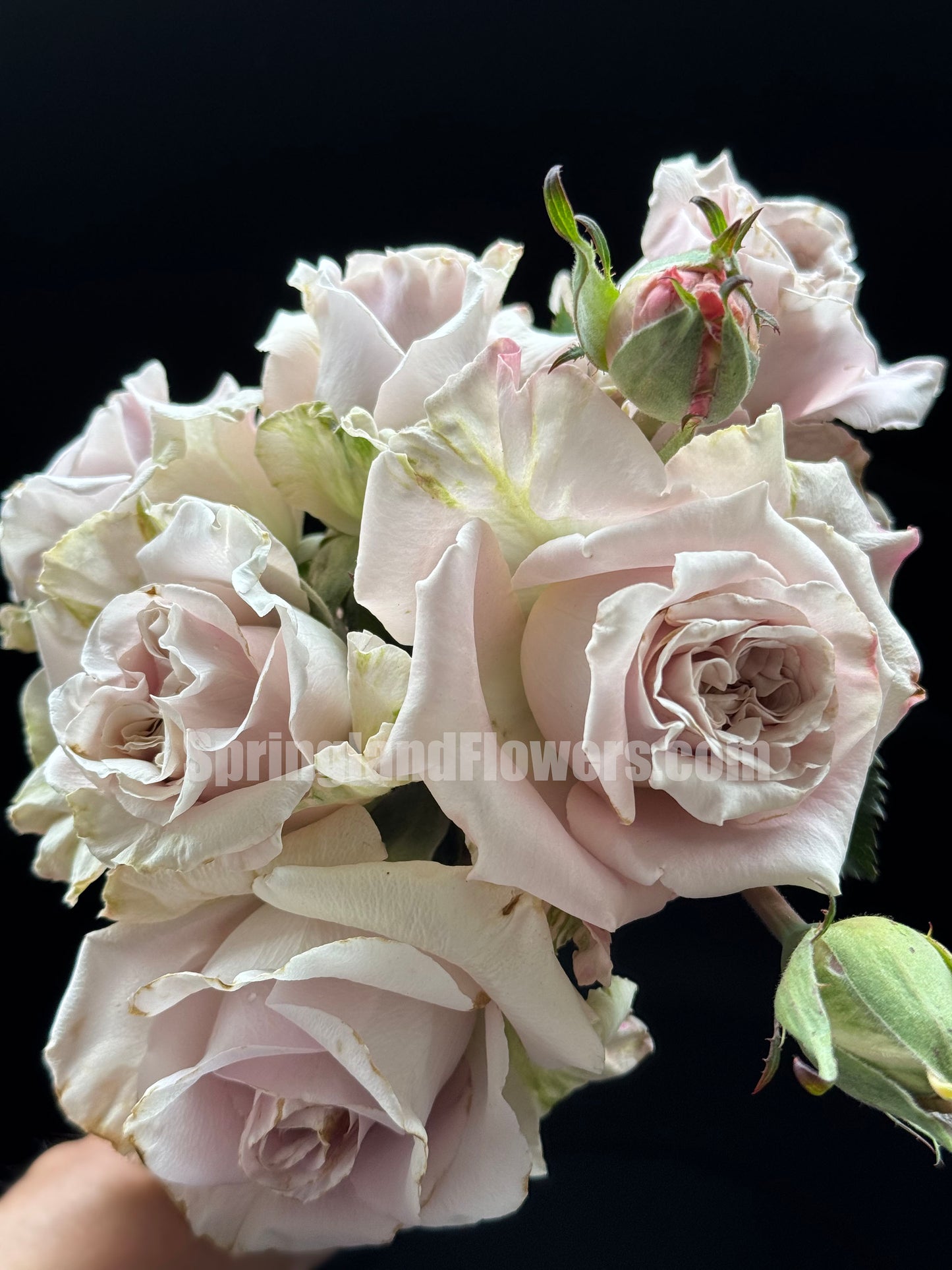 #SPN084,Quicksand 流沙, Florists Rose. Heat-tolerant, disease-resistant, Non-Grafted/Own Root.