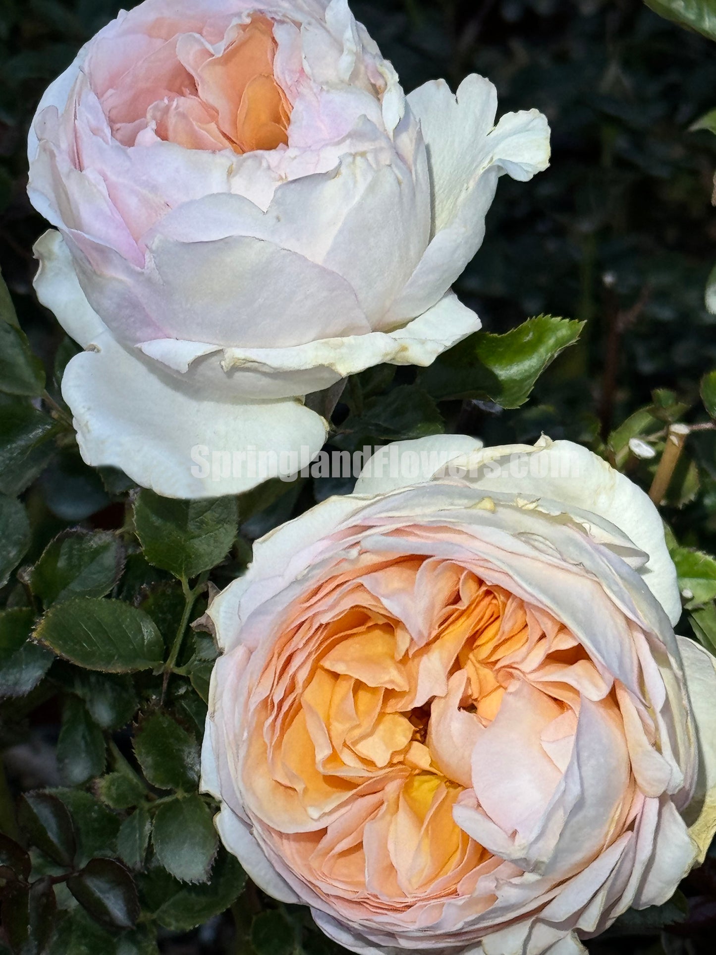 #SPF080,Extremely Similar to Ivory Yves Piaget 伊芙象牙伯爵,Florist Shrub Rose,Upright, Heat-tolerant, disease-resistant, Non-Grafted/Own Root.