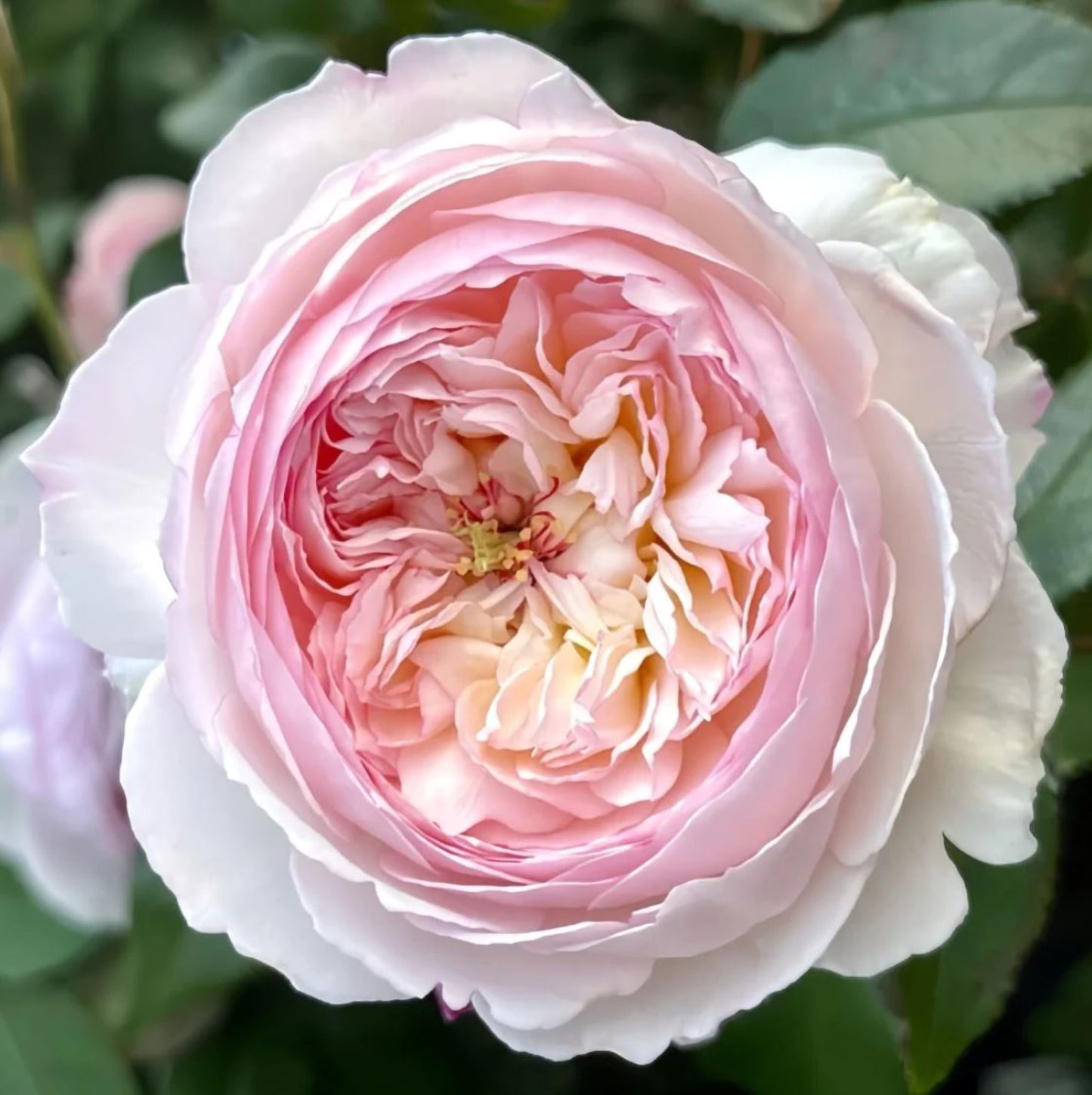 #SPJ095,Savon 肥皂,Japanese Shub Rose, Non-Grafted/Own Root.