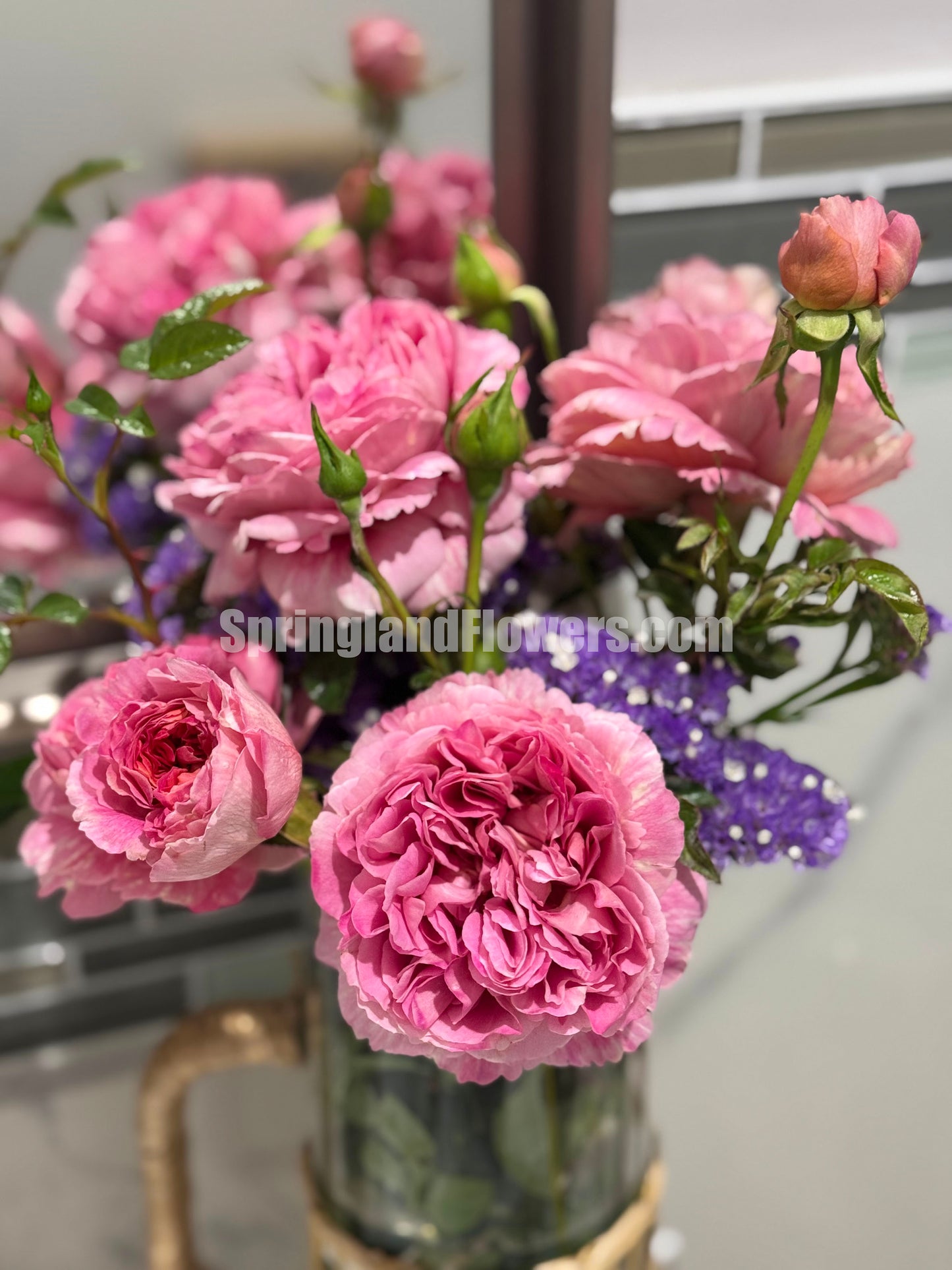 #SPJ094 ,Sunset Blush 羞颜, Japanese Florist Shrub Rose,Non-Grafted/Own Root.
