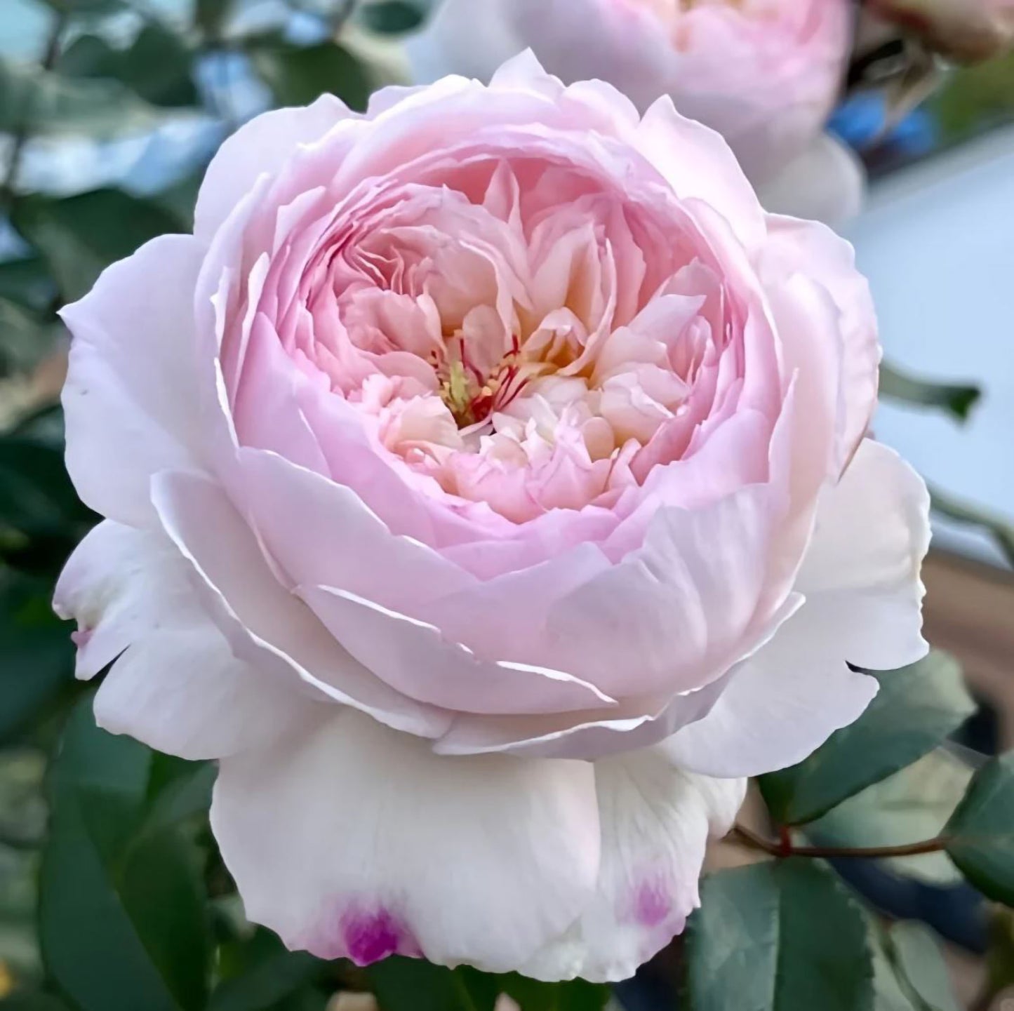 #SPJ095,Savon 肥皂,Japanese Shub Rose, Non-Grafted/Own Root.