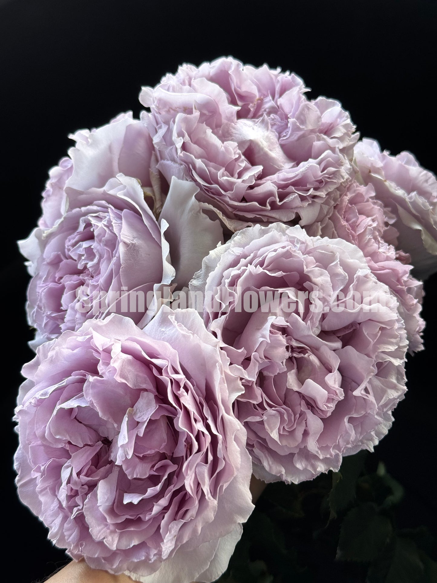 #SPC190, Yinyinqing / Memory of Blue (隐隐青) , Shrub Rose, Non-Grafted/Own Root. Strong Fragrance. Resistant to high temperature and humidity.