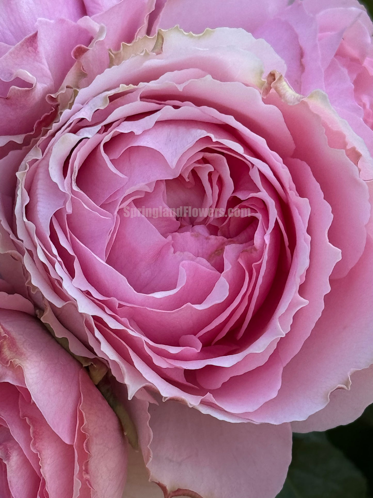 #SPJ056 , Elegant Dress 典雅礼服, Japanese Florist Shrub Rose, Non-Grafted/Own Root.