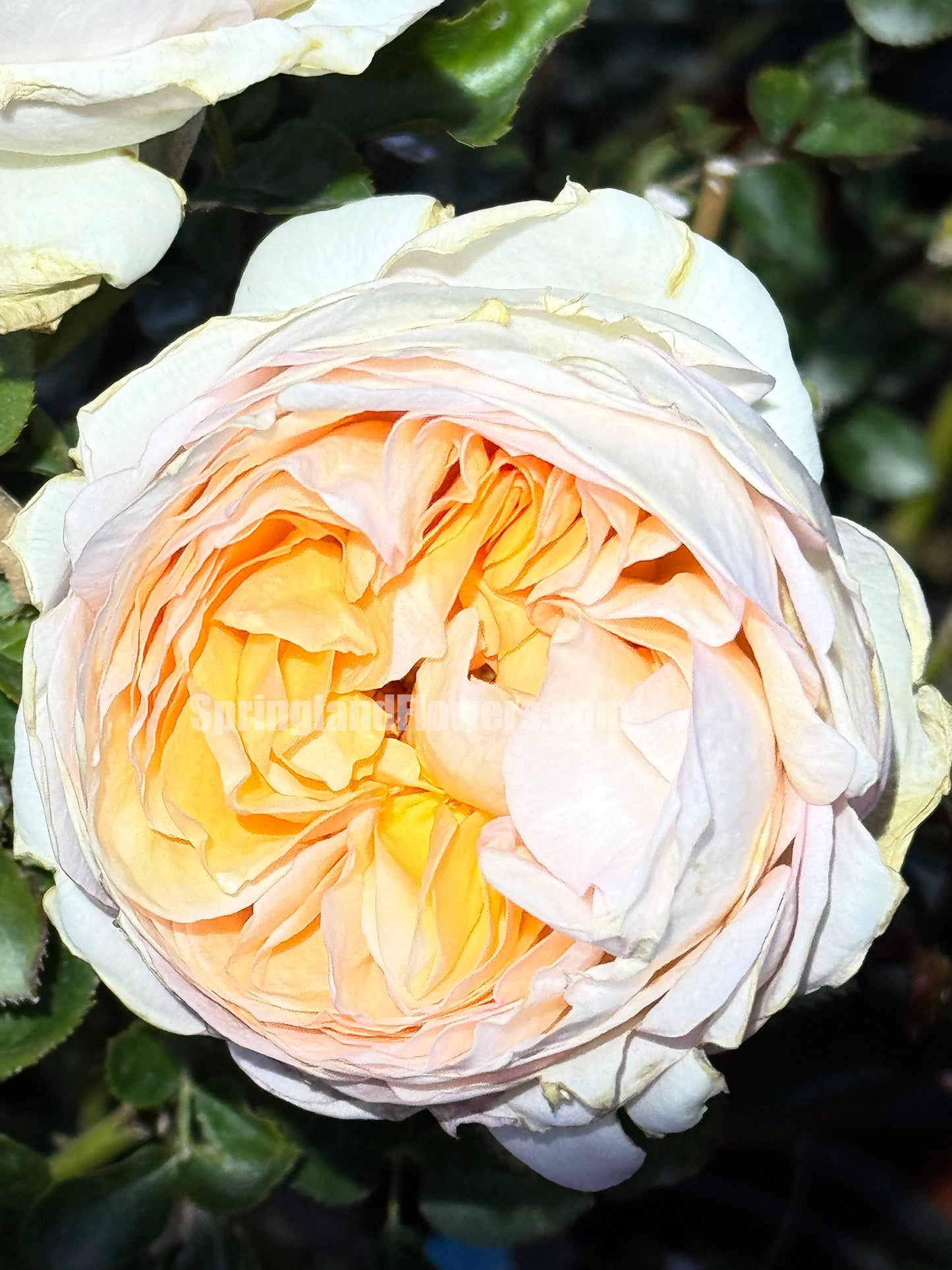 #SPF080,Extremely Similar to Ivory Yves Piaget 伊芙象牙伯爵,Florist Shrub Rose,Upright, Heat-tolerant, disease-resistant, Non-Grafted/Own Root.