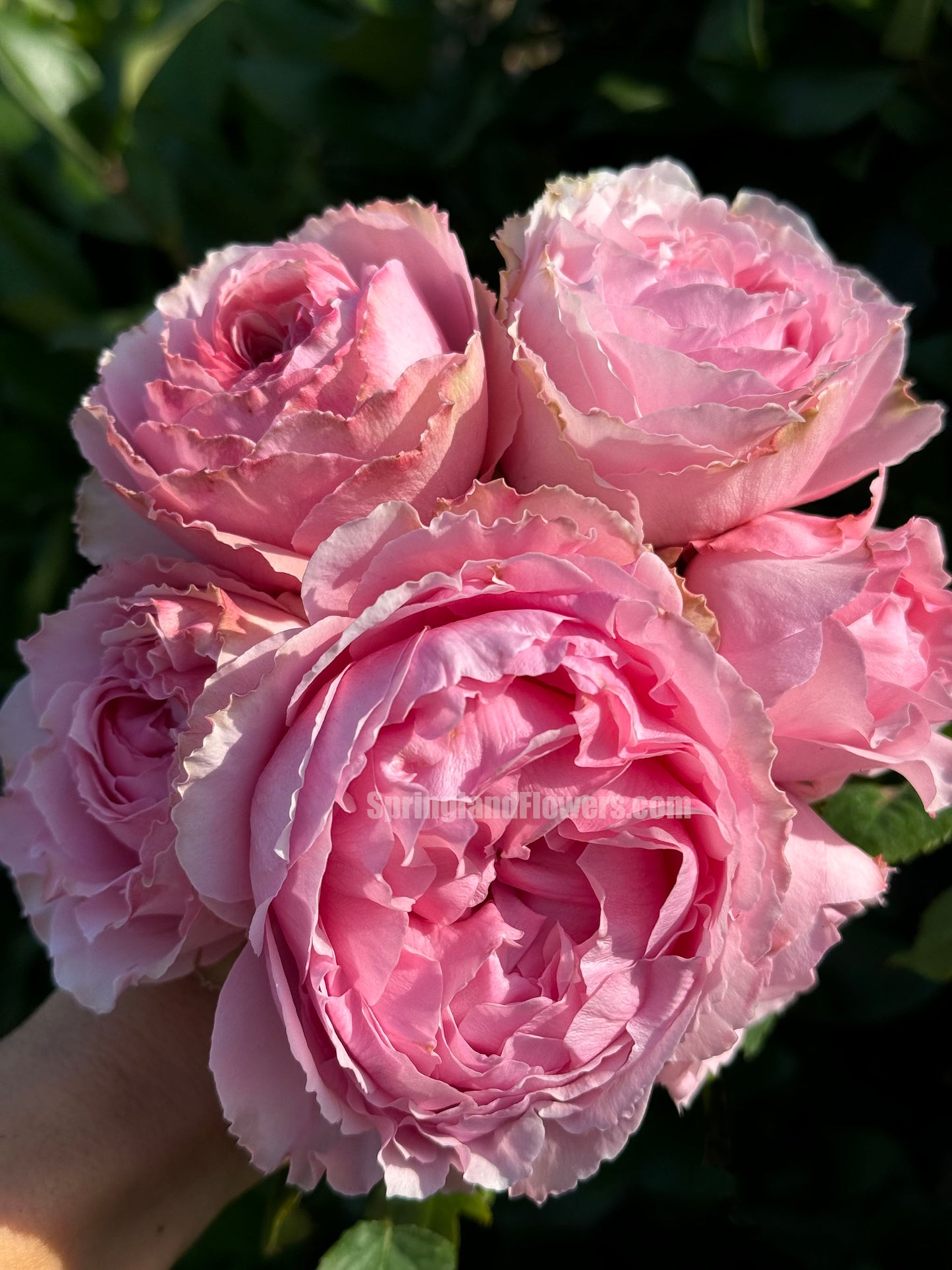 #SPJ056 , Elegant Dress 典雅礼服, Japanese Florist Shrub Rose, Non-Grafted/Own Root.
