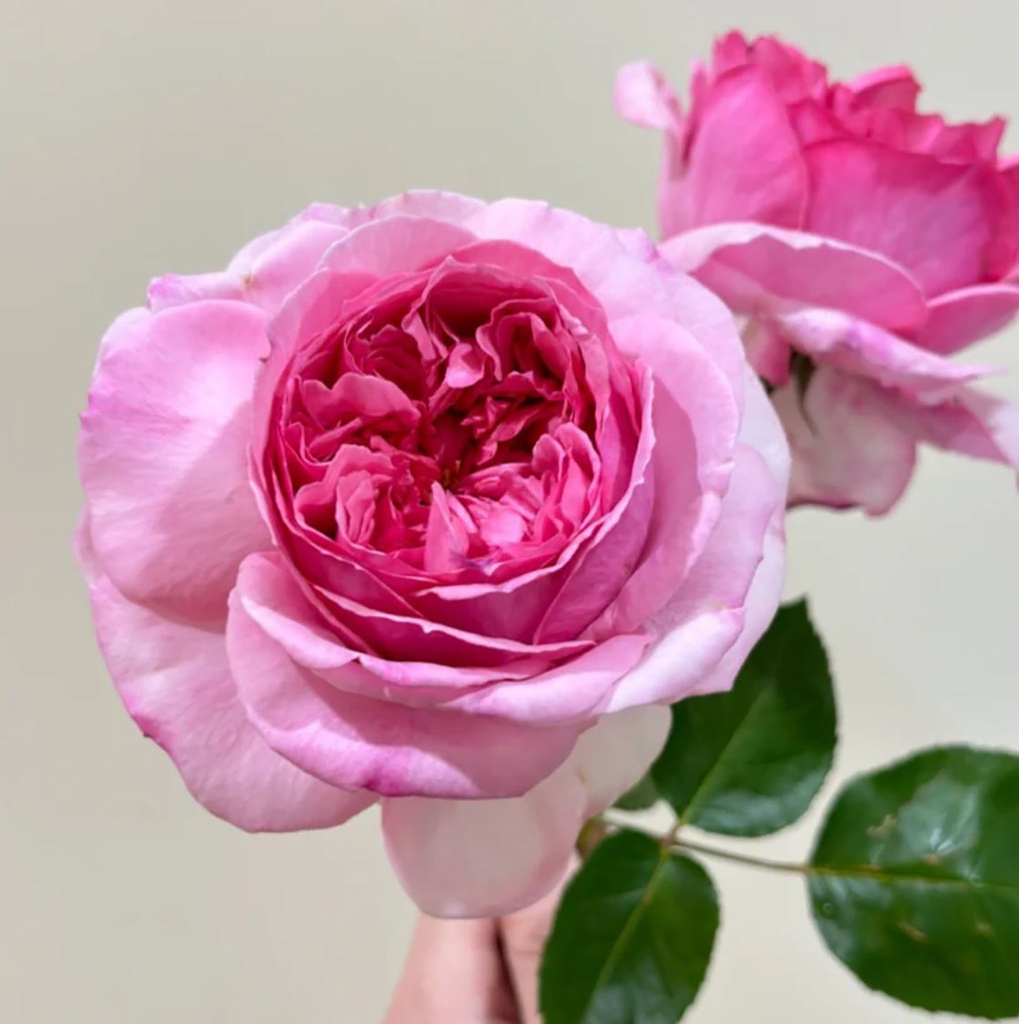 #SPJ090,Neo Cherry Shallow 新浅樱桃,Japanese Florist Shrub Rose, Non-Grafted/Own Root.