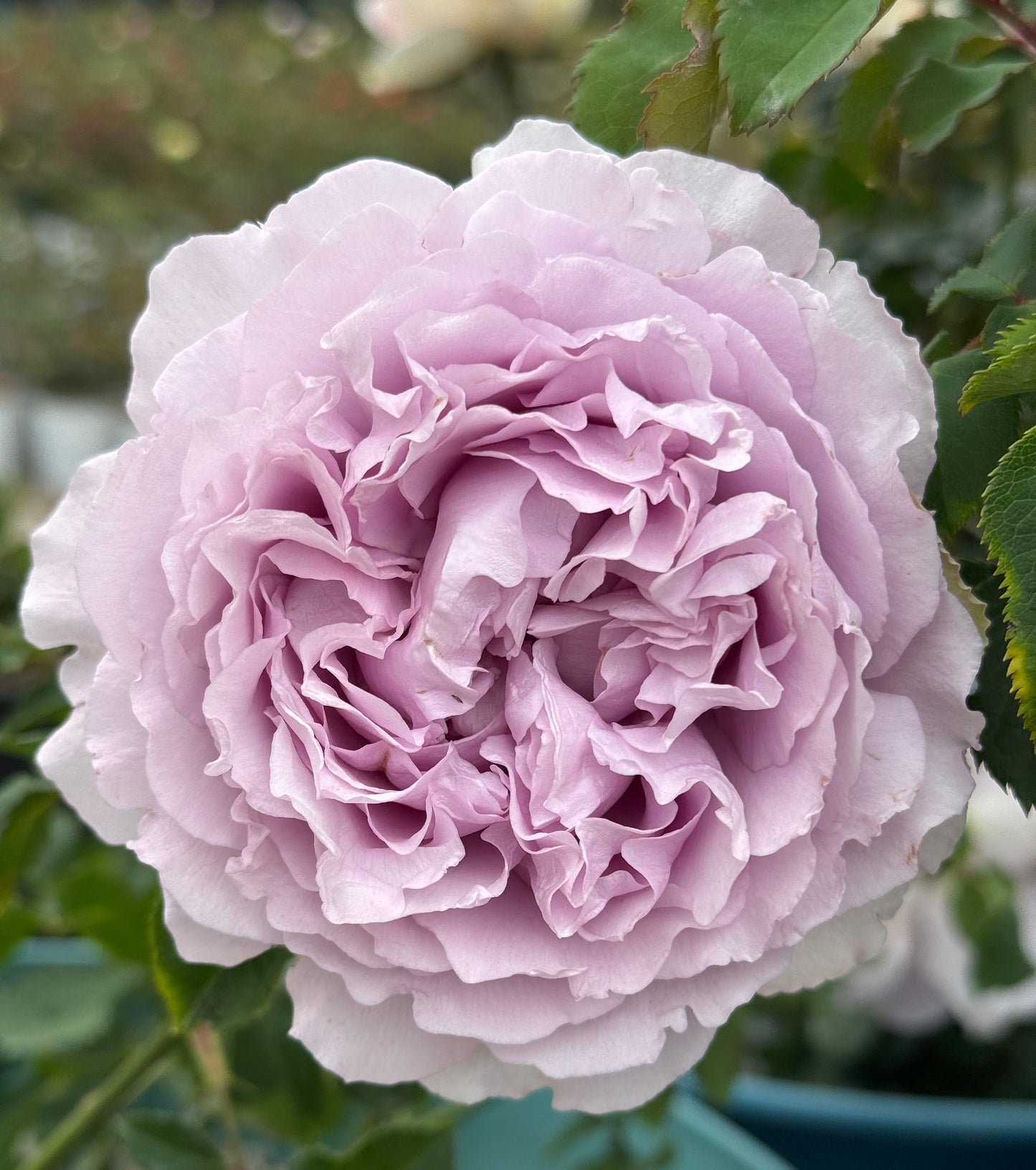 #SPC190, Yinyinqing / Memory of Blue (隐隐青) , Shrub Rose, Non-Grafted/Own Root. Strong Fragrance. Resistant to high temperature and humidity.