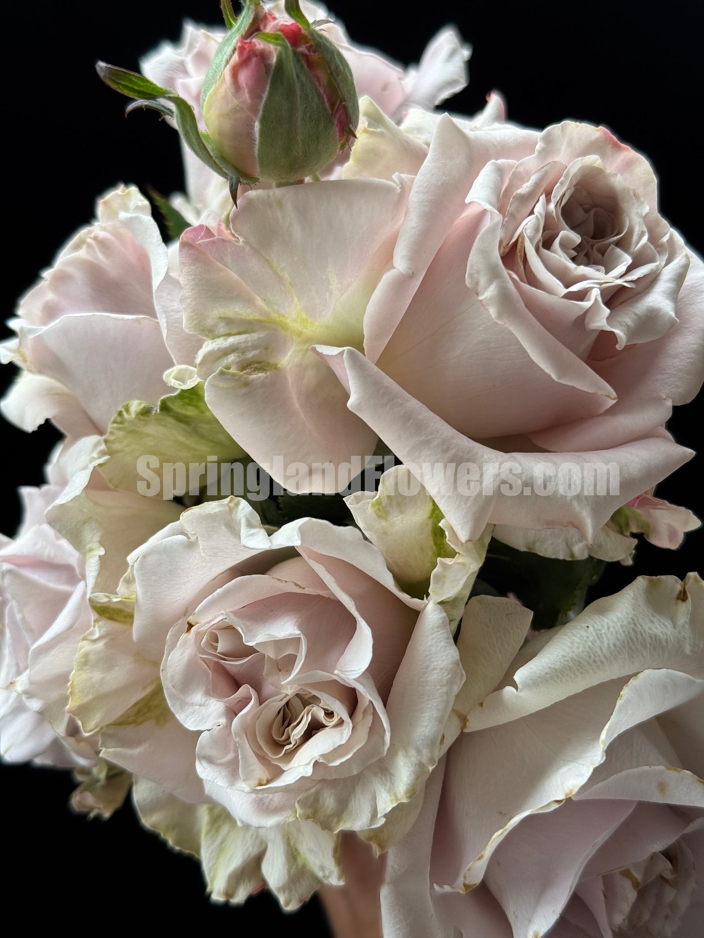 #SPN084,Quicksand 流沙, Florists Rose. Heat-tolerant, disease-resistant, Non-Grafted/Own Root.