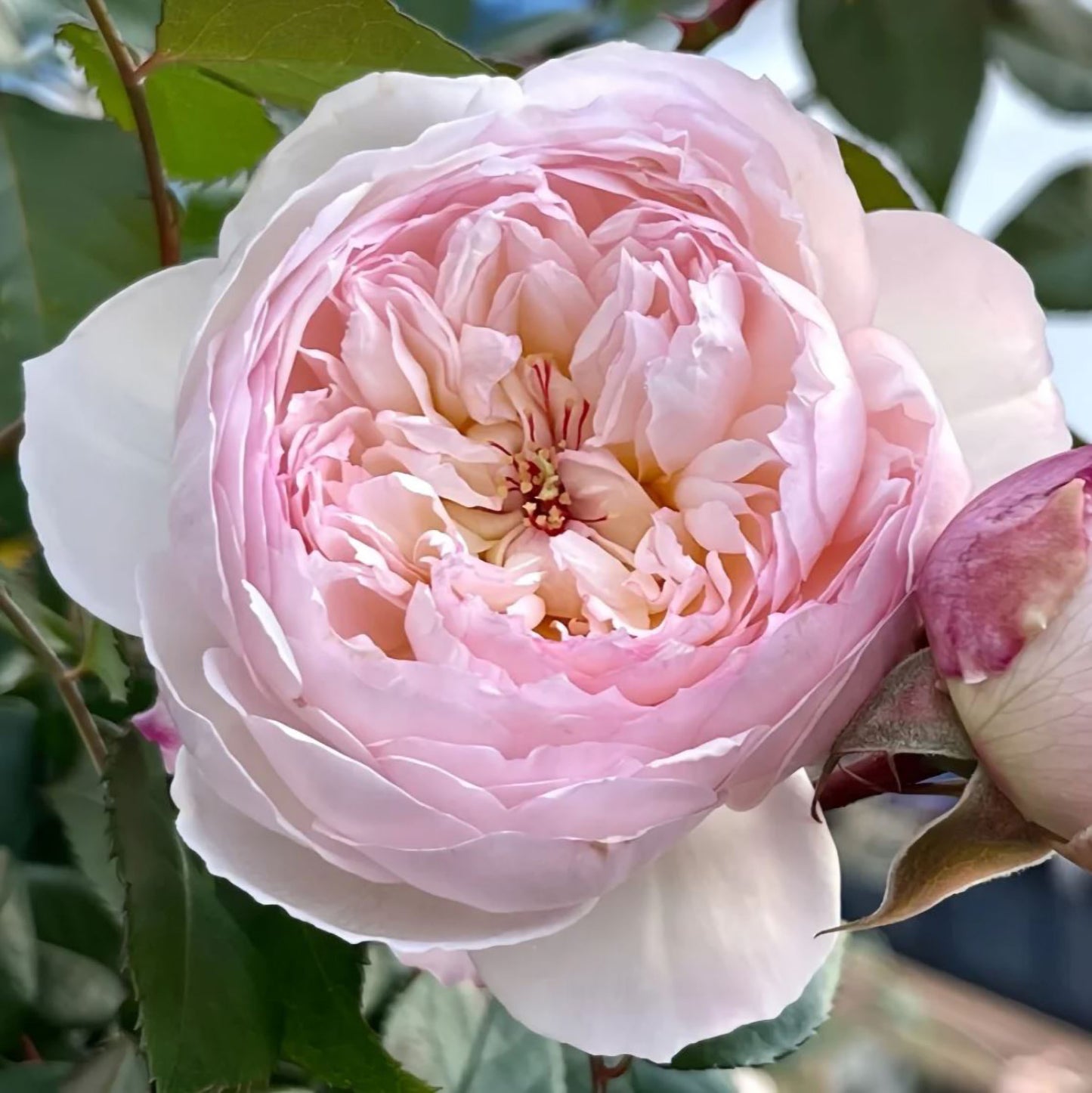 #SPJ095,Savon 肥皂,Japanese Shub Rose, Non-Grafted/Own Root.