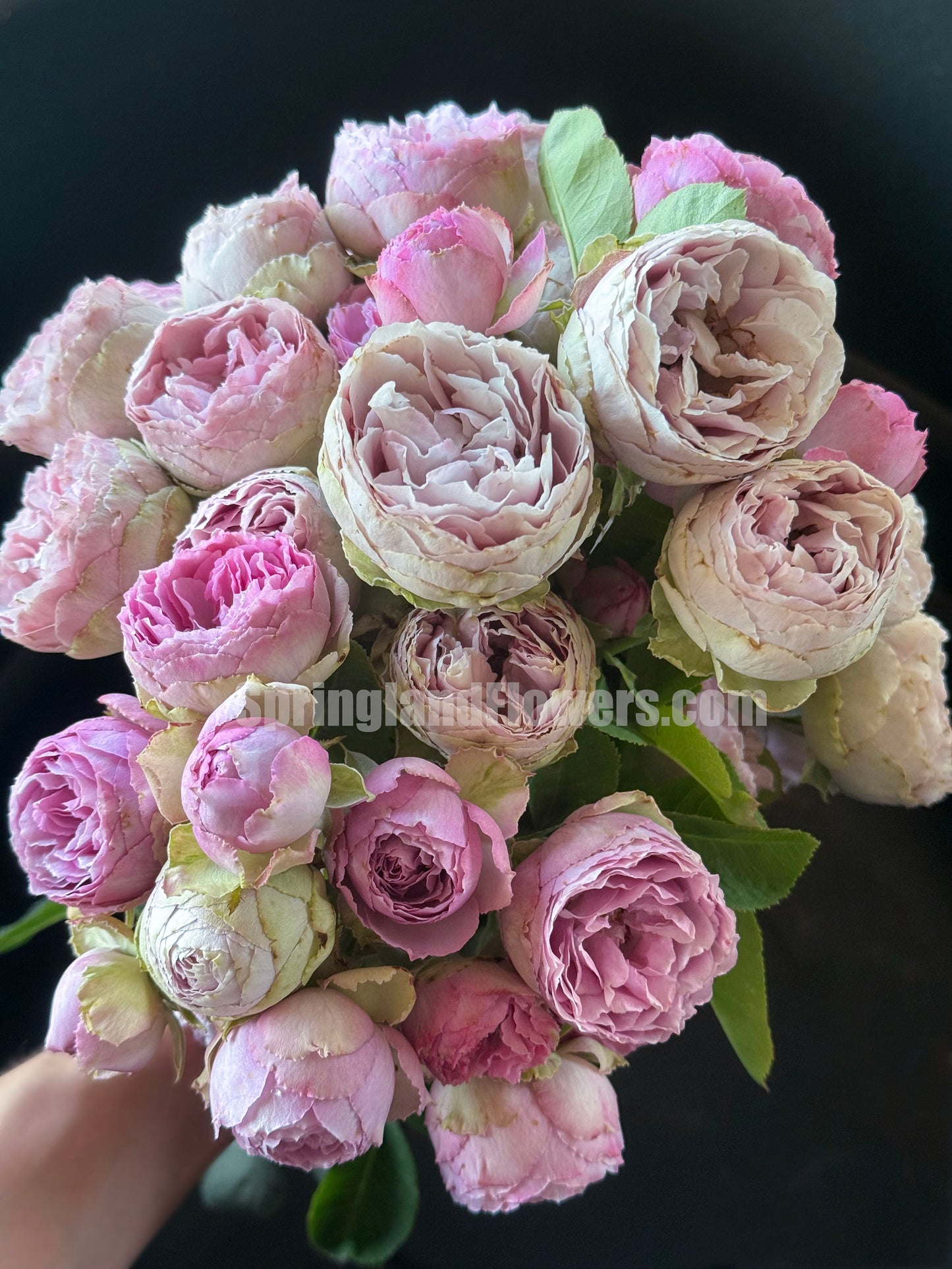 #SPN088,Lavender Lace 薰衣草蕾丝, Florist Shrub Rose, Non-Grafted/Own Root.