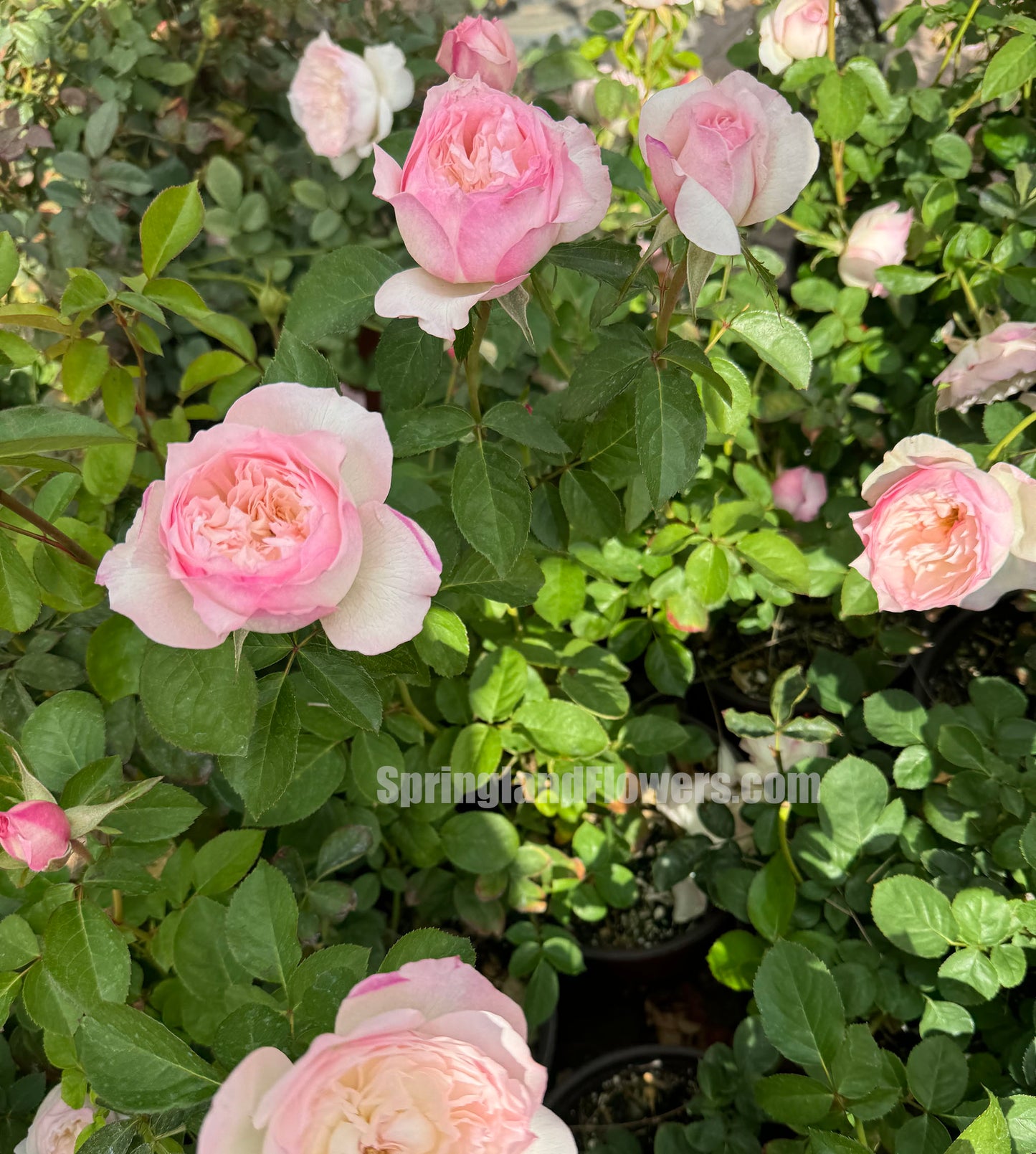 #SPJ093,extremely similar to Le Rire 乐咲, Japanese Florist Shrub Rose. Strong Fragrance,Thornless, Heat-tolerant, disease-resistant, Non-Grafted/Own Root.