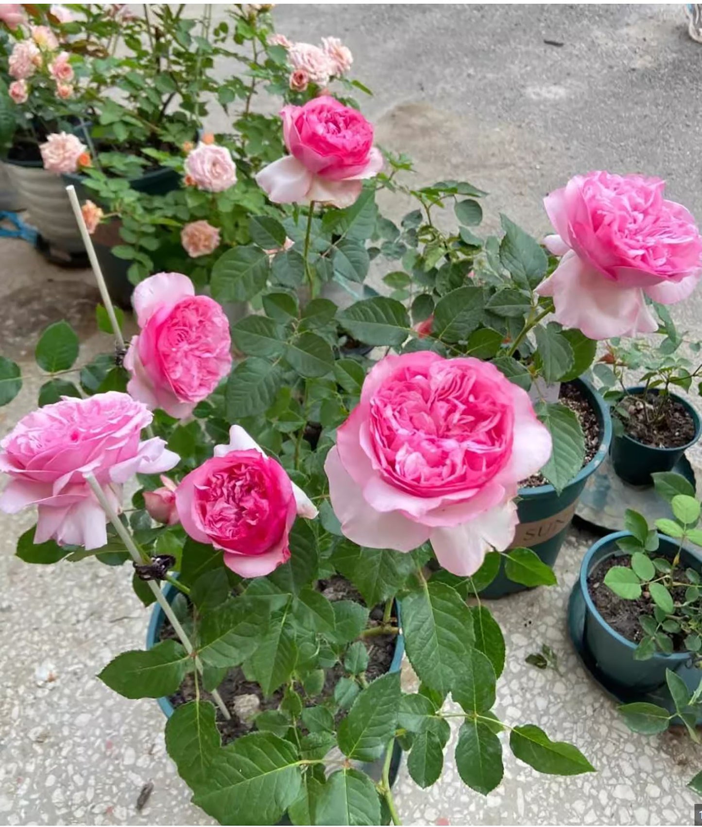 #SPJ090,Neo Cherry Shallow 新浅樱桃,Japanese Florist Shrub Rose, Non-Grafted/Own Root.