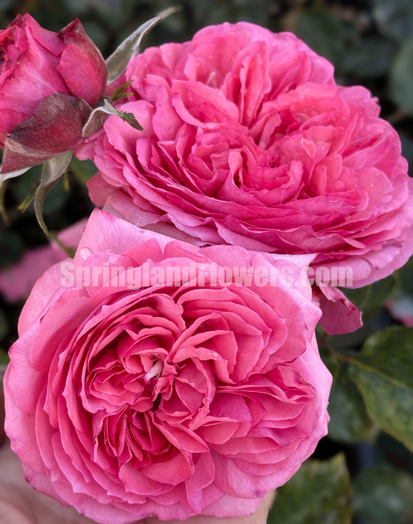 #SPJ237,NEW! 2022. Ensorcelant 伊芙妖艳, Japanese Shrub Rose, Non-Grafted/Own Root.