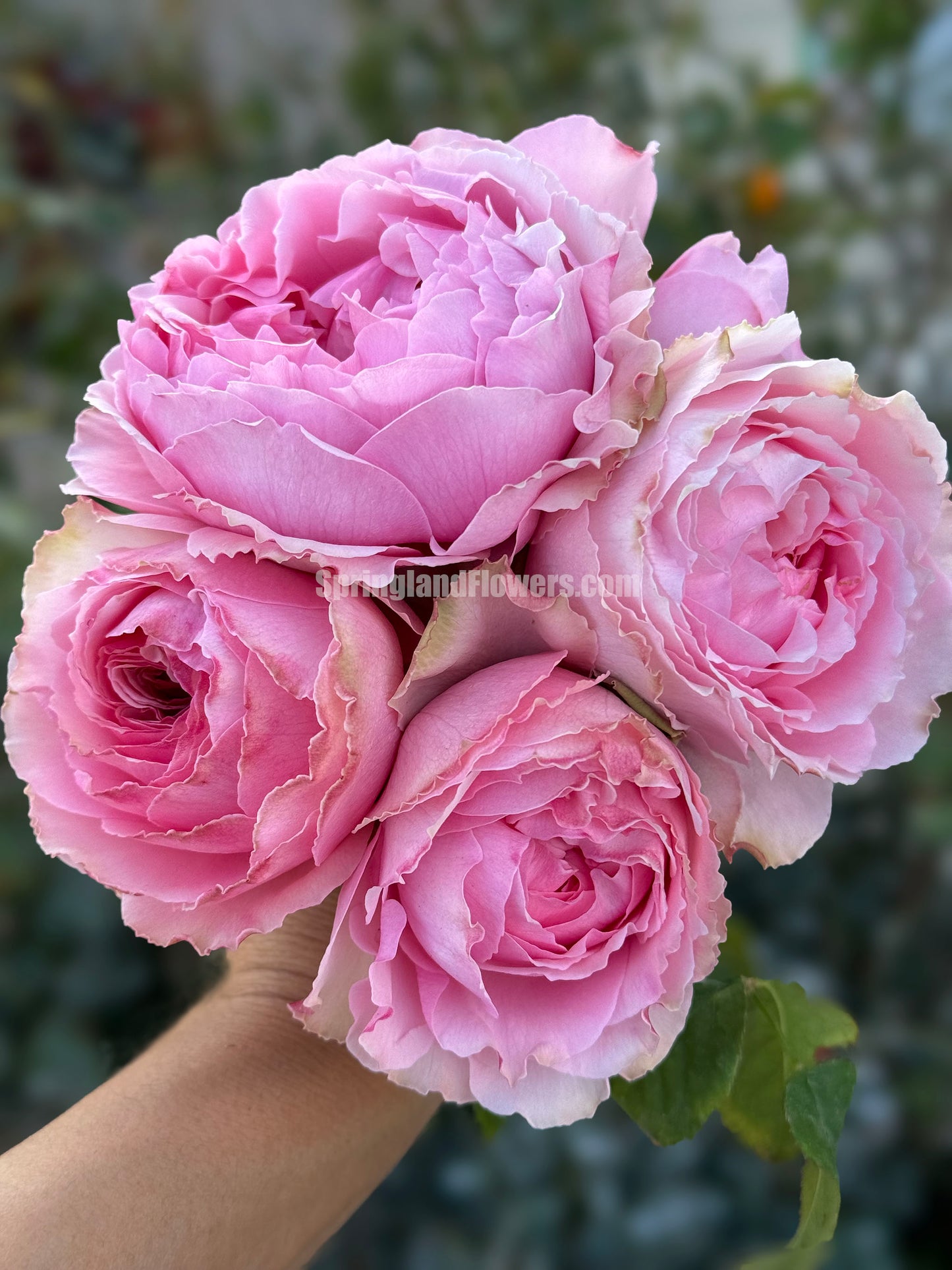 #SPJ056 , Elegant Dress 典雅礼服, Japanese Florist Shrub Rose, Non-Grafted/Own Root.