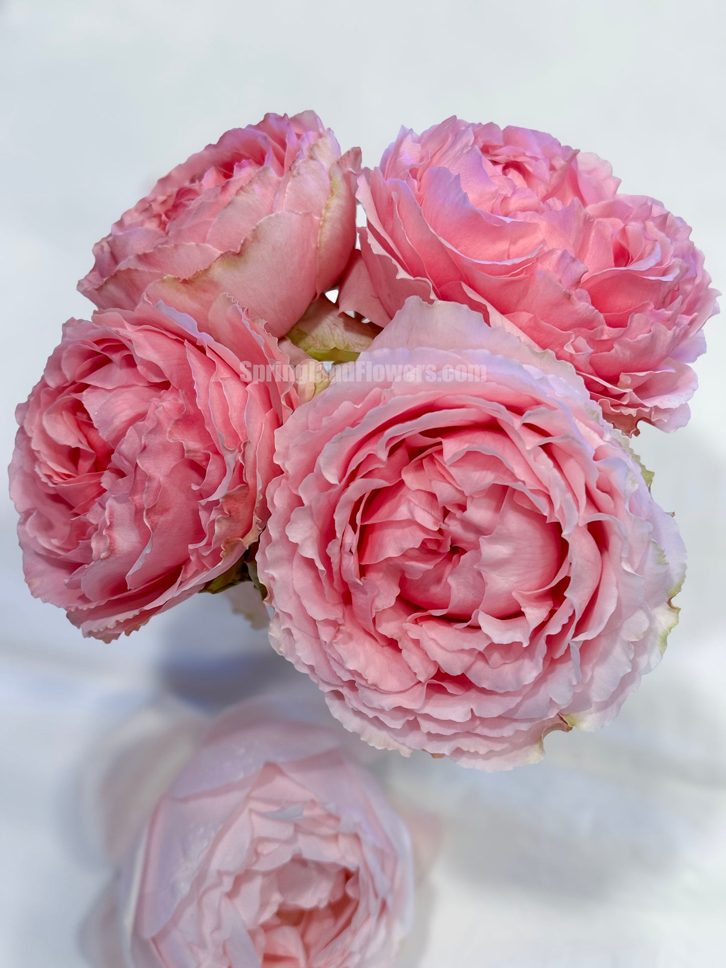 #SPJ056 , Elegant Dress 典雅礼服, Japanese Florist Shrub Rose, Non-Grafted/Own Root.