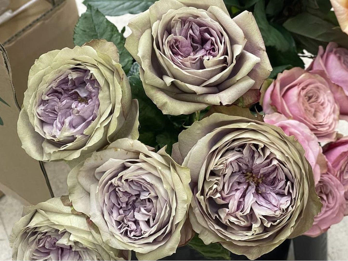 #SPJ124,Nothing without you 不能没有你/非你莫属,Japanese Florist Shrub Rose , Non-Grafted/Own Root.
