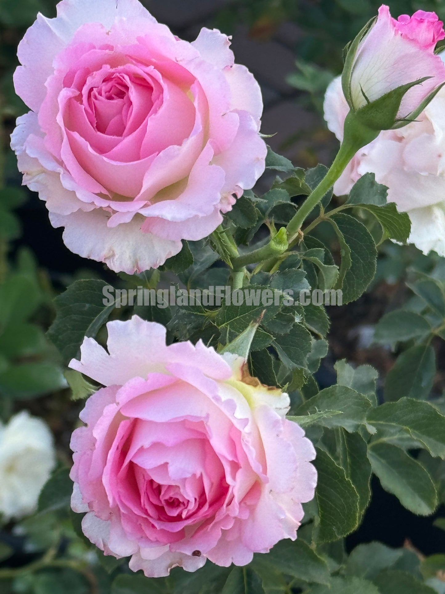 #SPJ098,Rien Rose 河本绊,Japanese Floribunda Rose,Fragrant and Thornless, Strong Disease Resistance, Non-Grafted/Own Root.